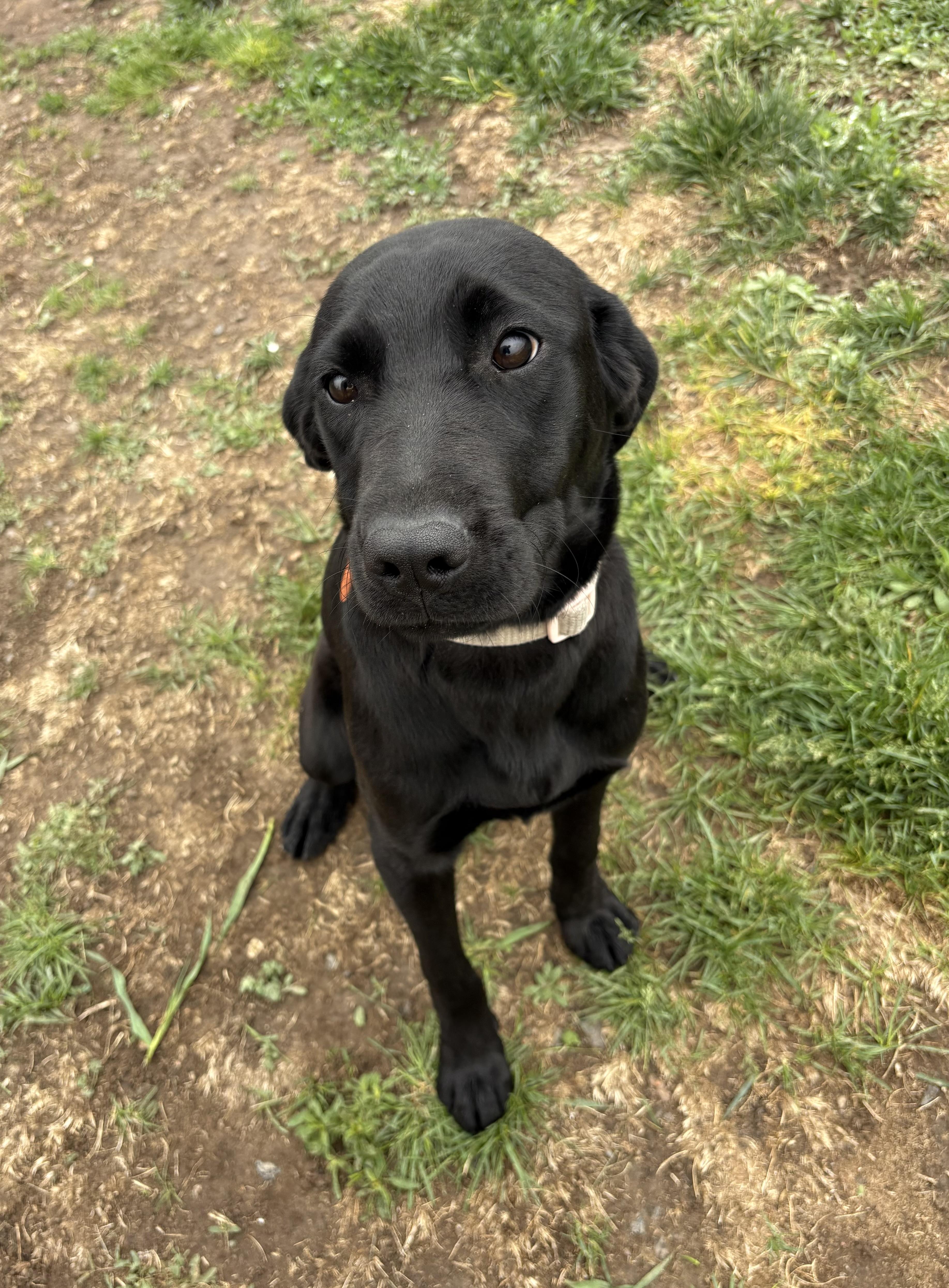 Darla, an adopted Black Labrador Retriever in Grant, NE image 1/4
