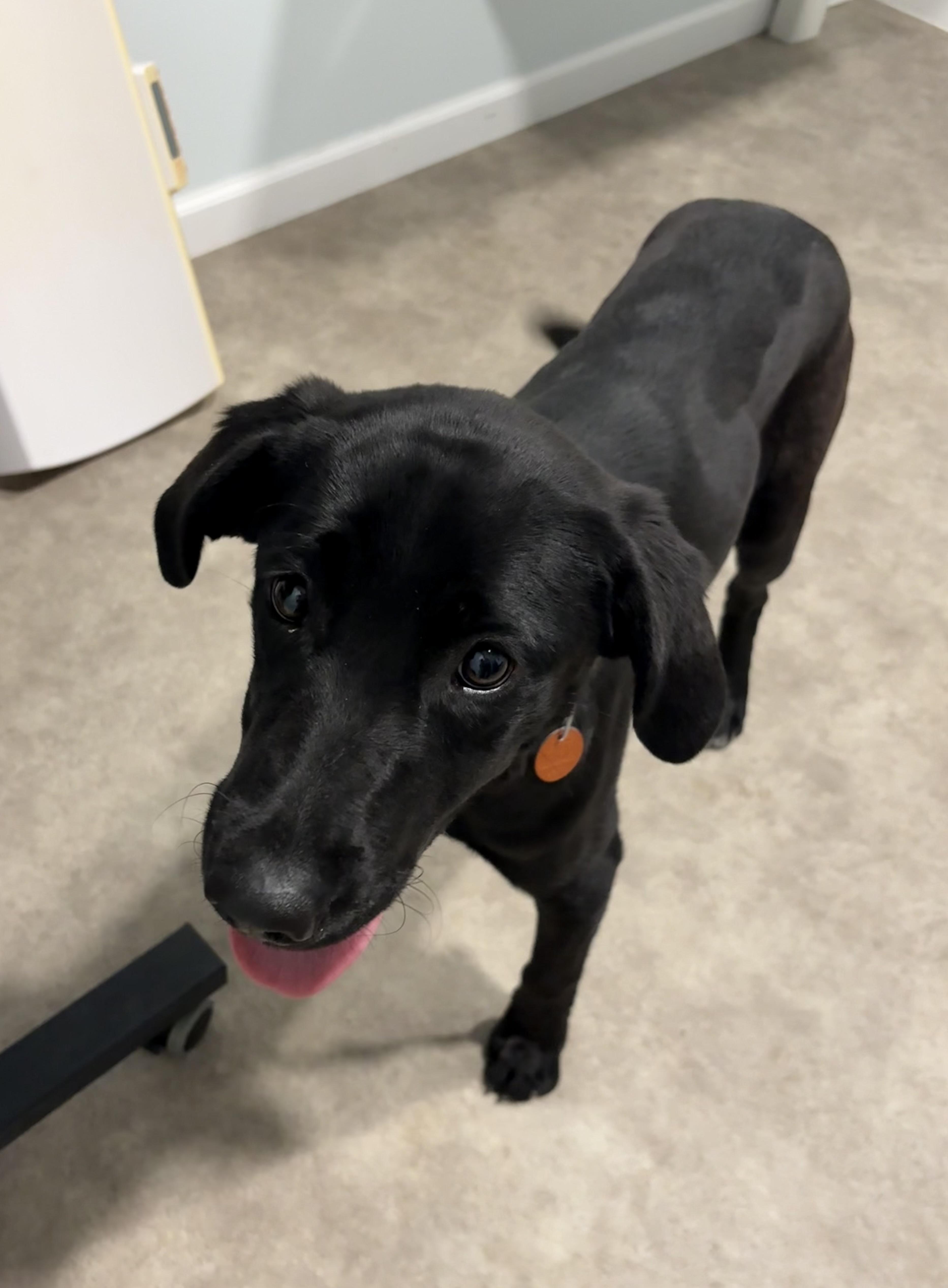 Darla, an adopted Black Labrador Retriever in Grant, NE image 3/4