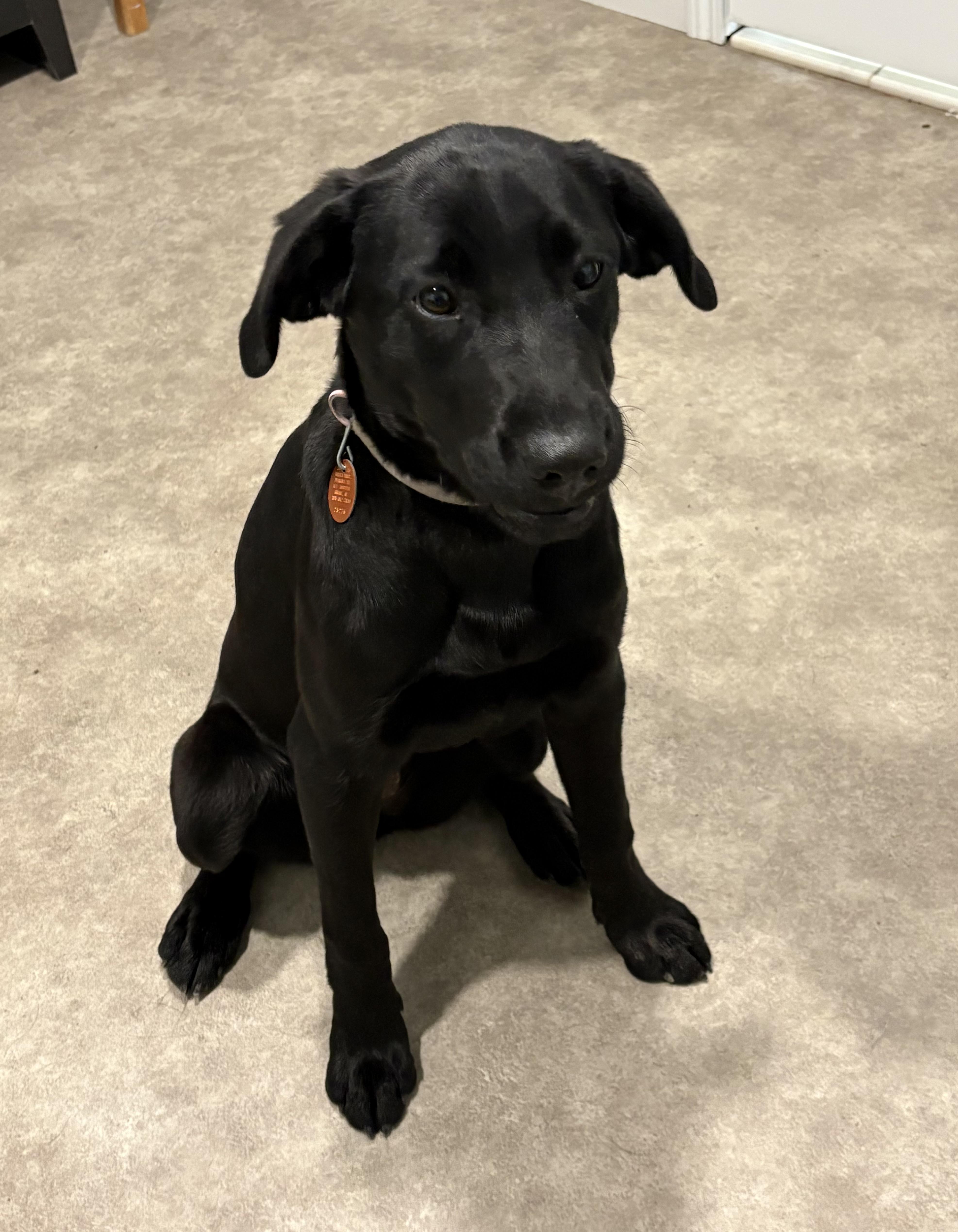 Darla, an adopted Black Labrador Retriever in Grant, NE image 4/4