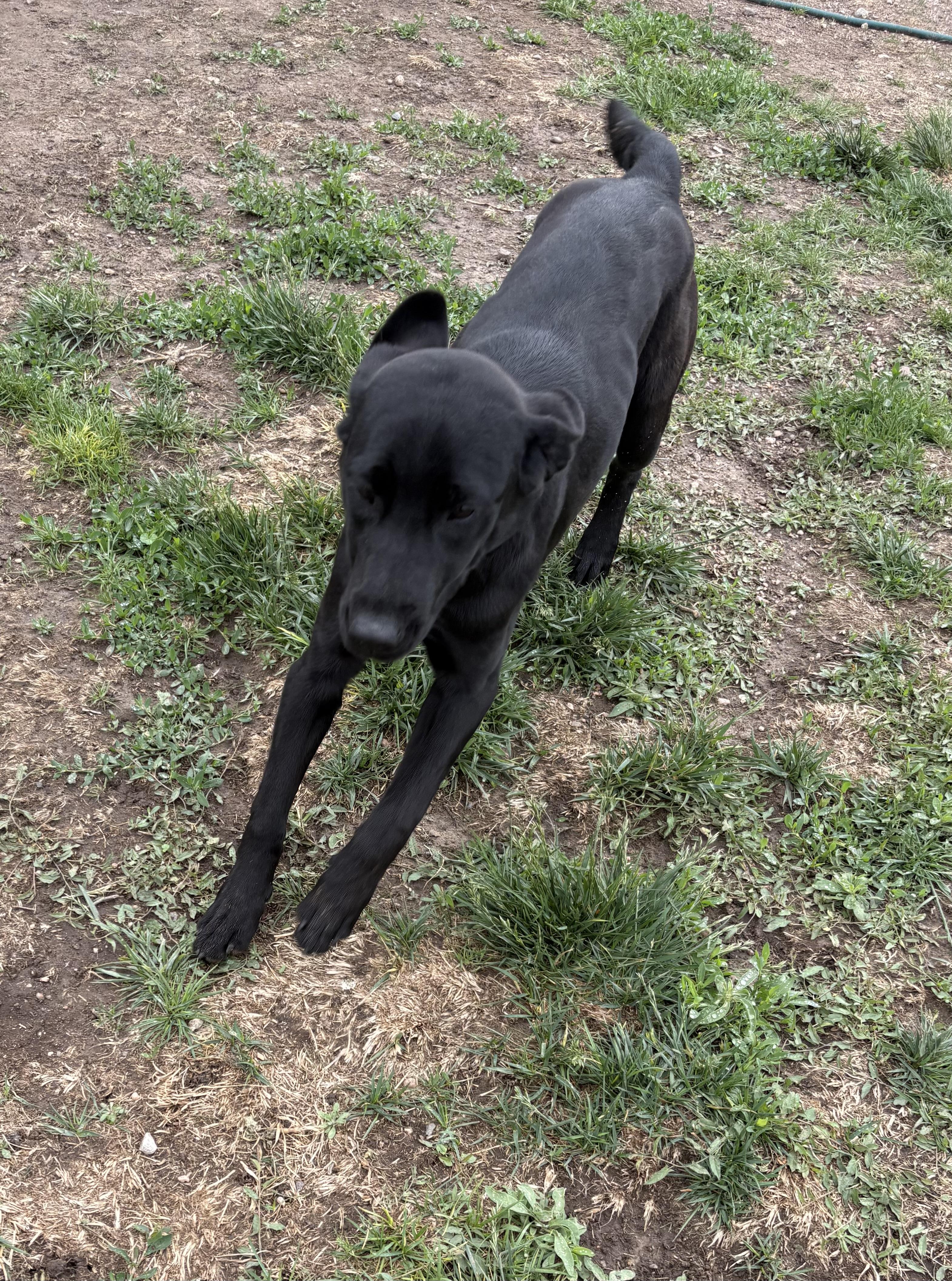 Darla, an adopted Black Labrador Retriever in Grant, NE image 2/4