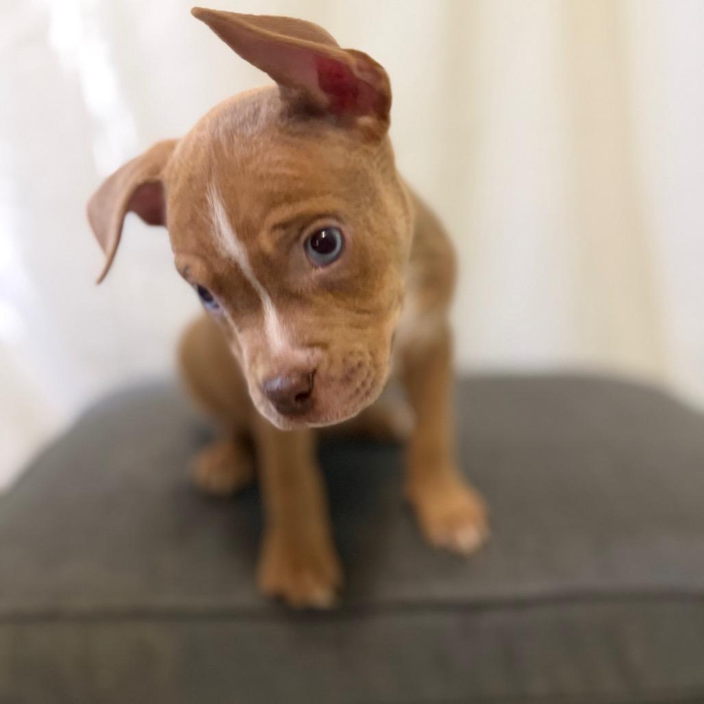 Enlarge Marlon Jackson, a Adoptable mixed breed in Las Vegas, NV image 1/3