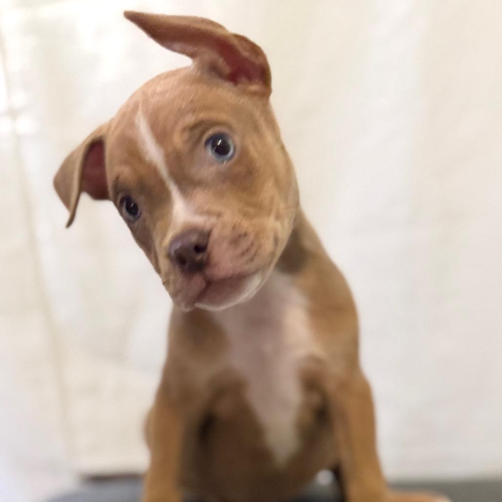 Enlarge Marlon Jackson, a Adoptable mixed breed in Las Vegas, NV image 2/3