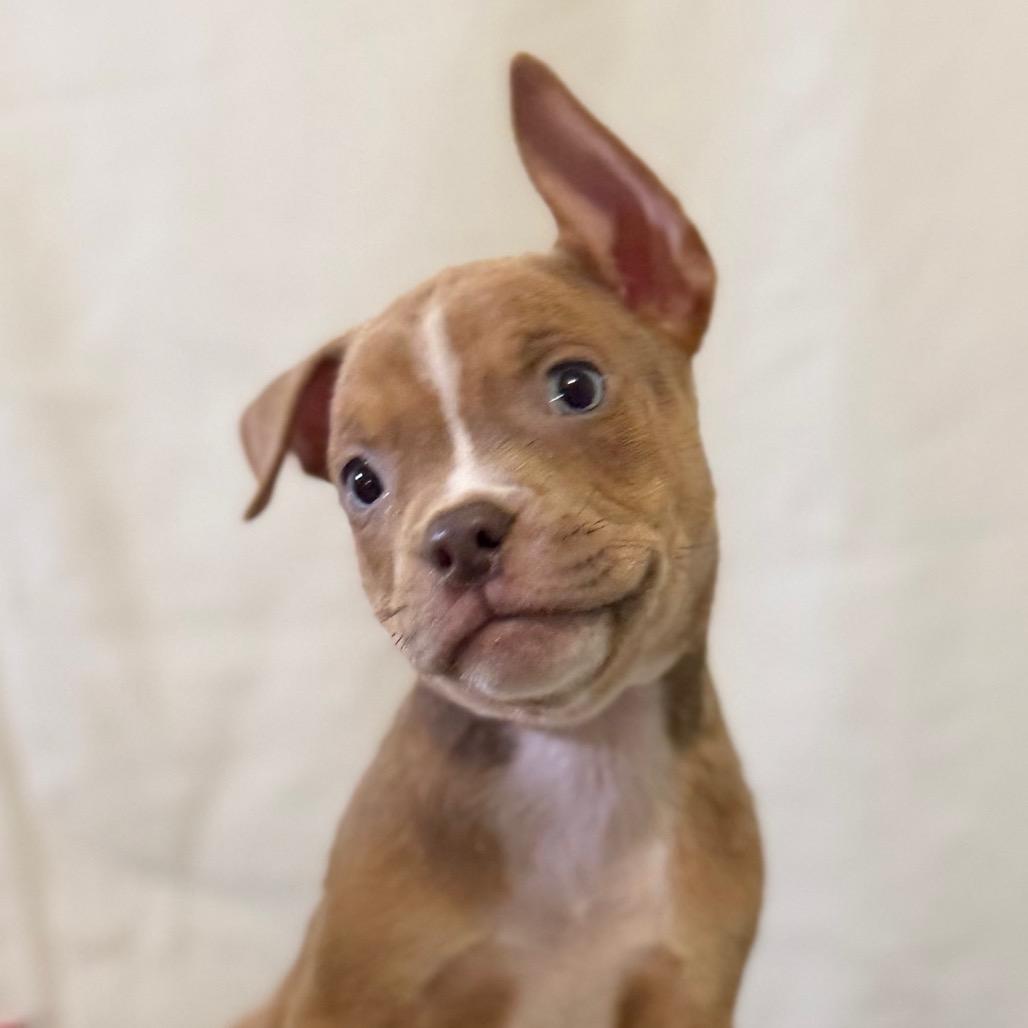 Enlarge Marlon Jackson, a Adoptable mixed breed in Las Vegas, NV image 3/3
