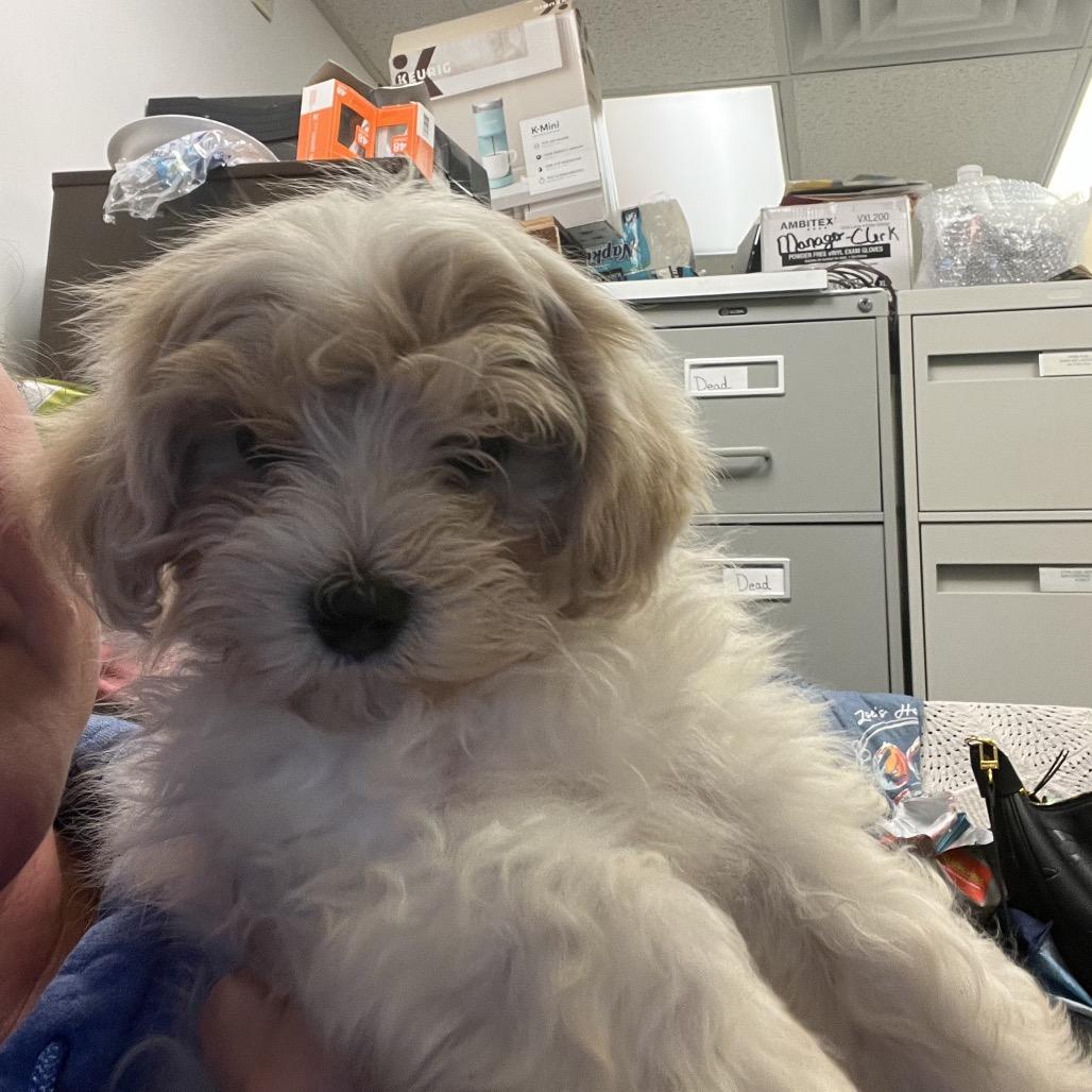 Bibble, Adoptable, Puppy Male Maltese.