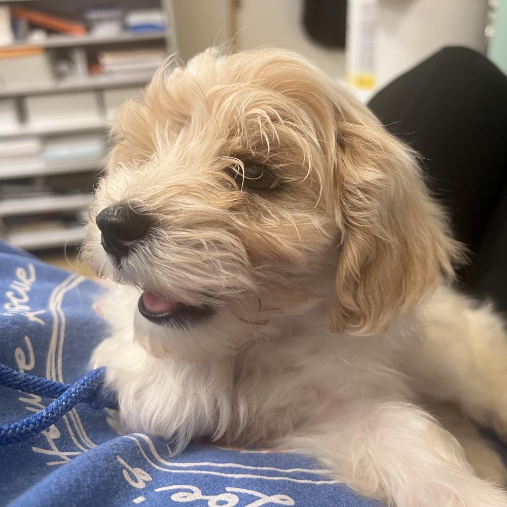 Enlarge Bibble, a Adoptable Maltese in Sinking Spring, PA image 2/6