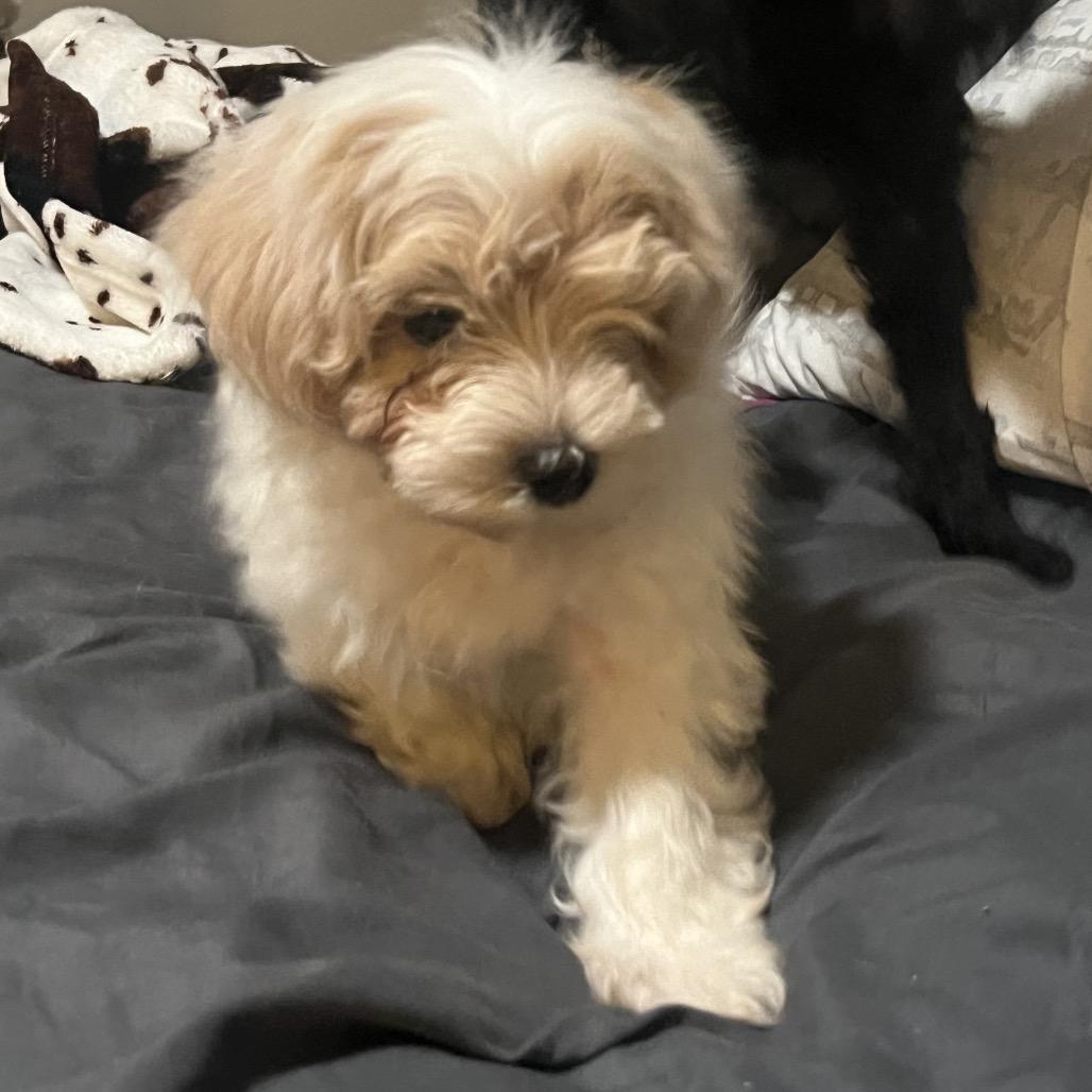 Enlarge Bibble, a Adoptable Maltese in Sinking Spring, PA image 4/6