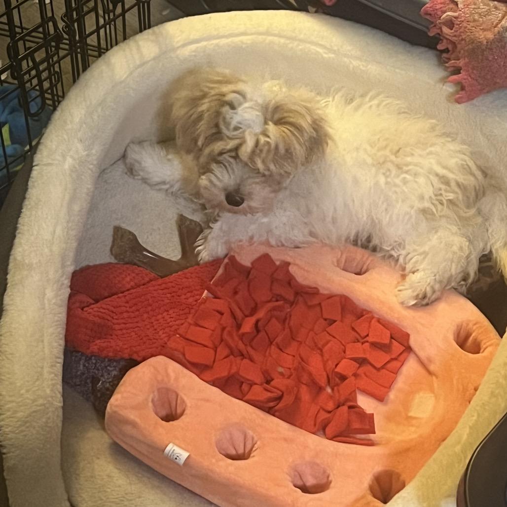 Enlarge Bibble, a Adoptable Maltese in Sinking Spring, PA image 5/6