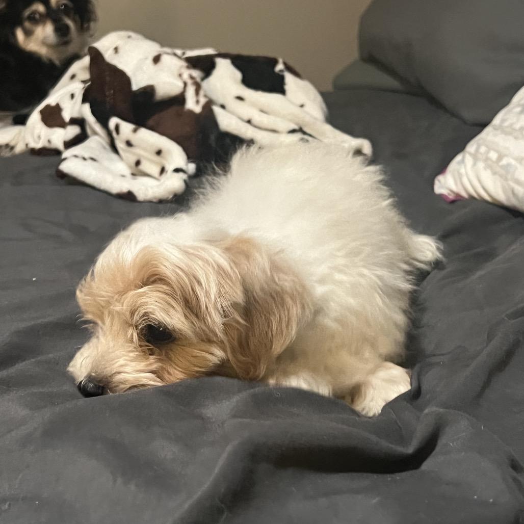 Enlarge Bibble, a Adoptable Maltese in Sinking Spring, PA image 6/6