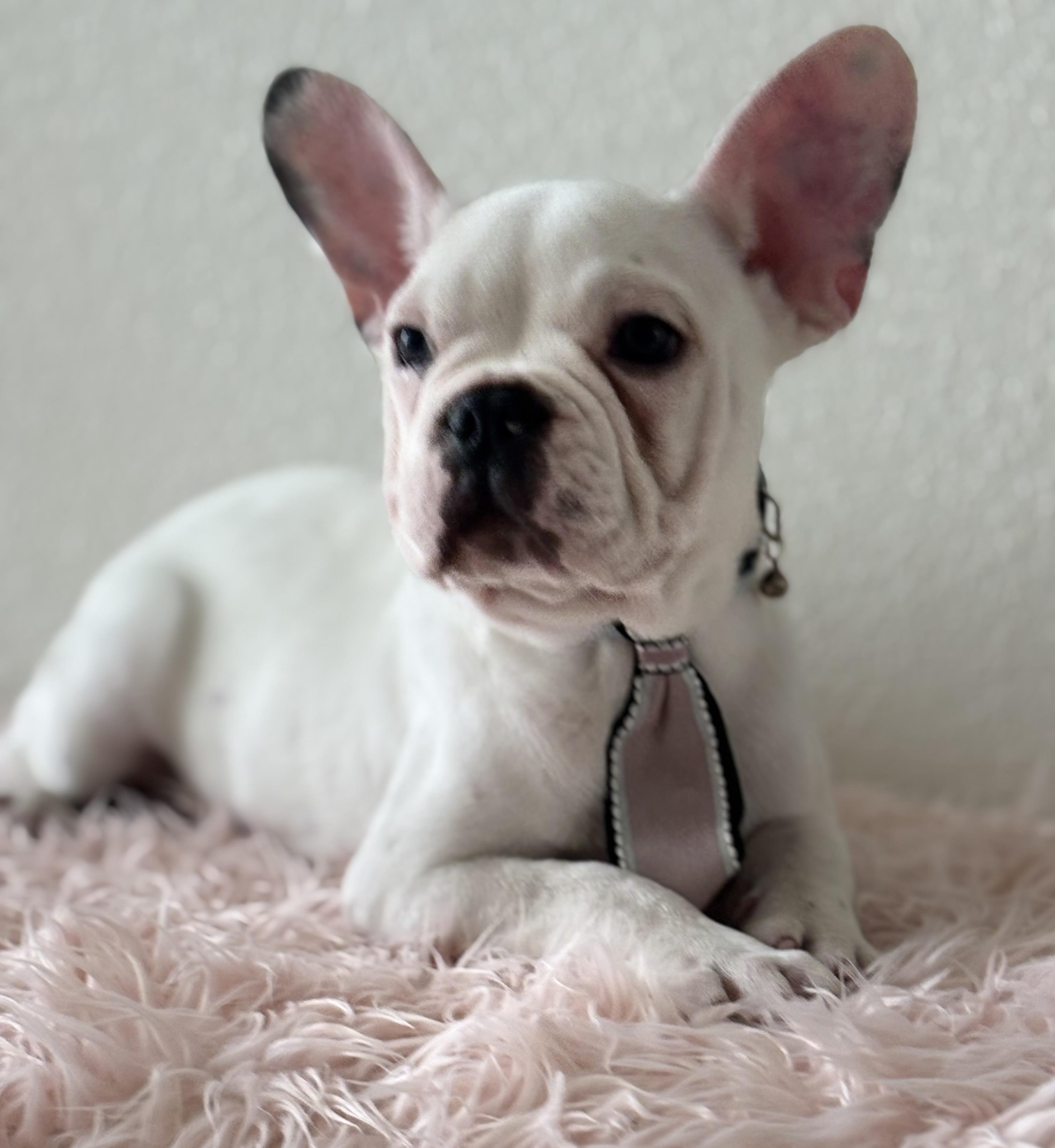 Wilbur, Baby Female unknown
