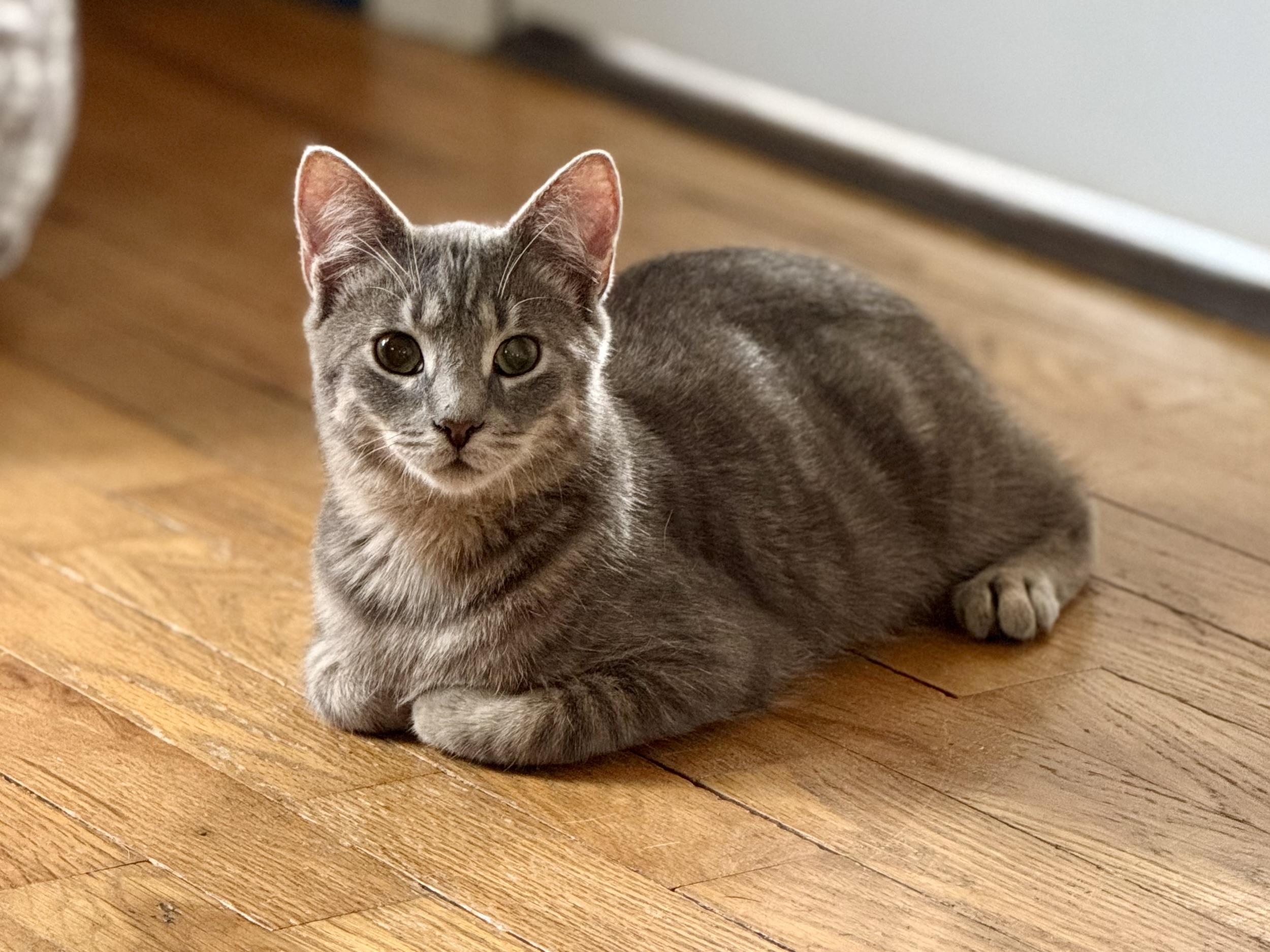 Greyson, Adoptable, Kitten Male American Shorthair.