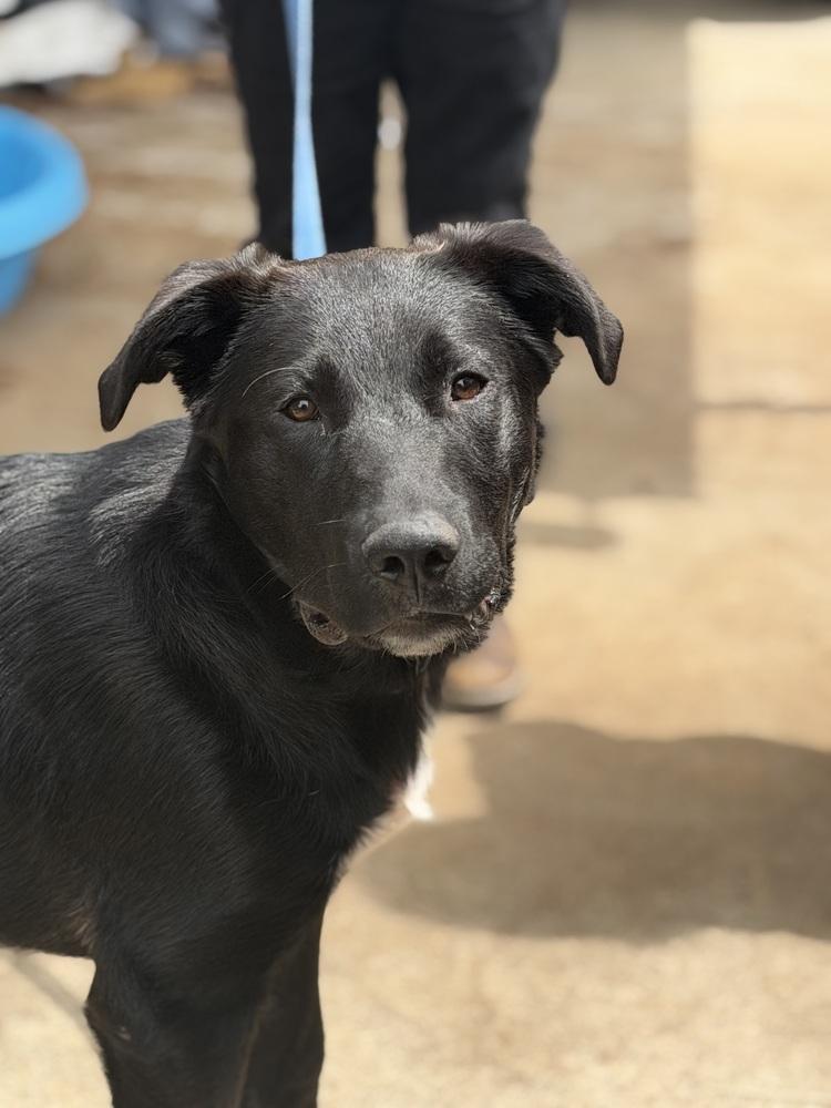 Bud, Adopted, Puppy Male Labrador Retriever & German Shepherd Dog.
