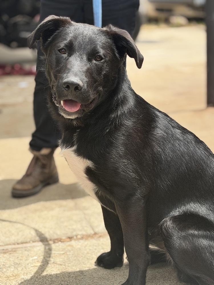 Enlarge Bud, a Adopted mixed breed in Pleasant Hill, CA image 2/5