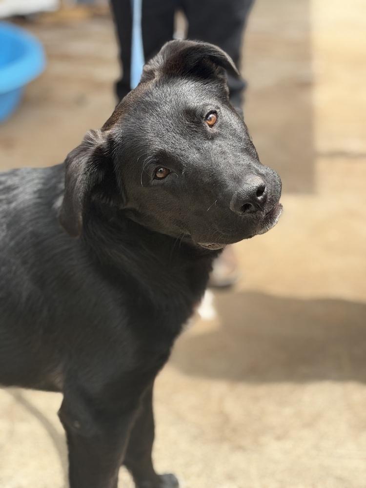 Enlarge Bud, a Adopted mixed breed in Pleasant Hill, CA image 3/5