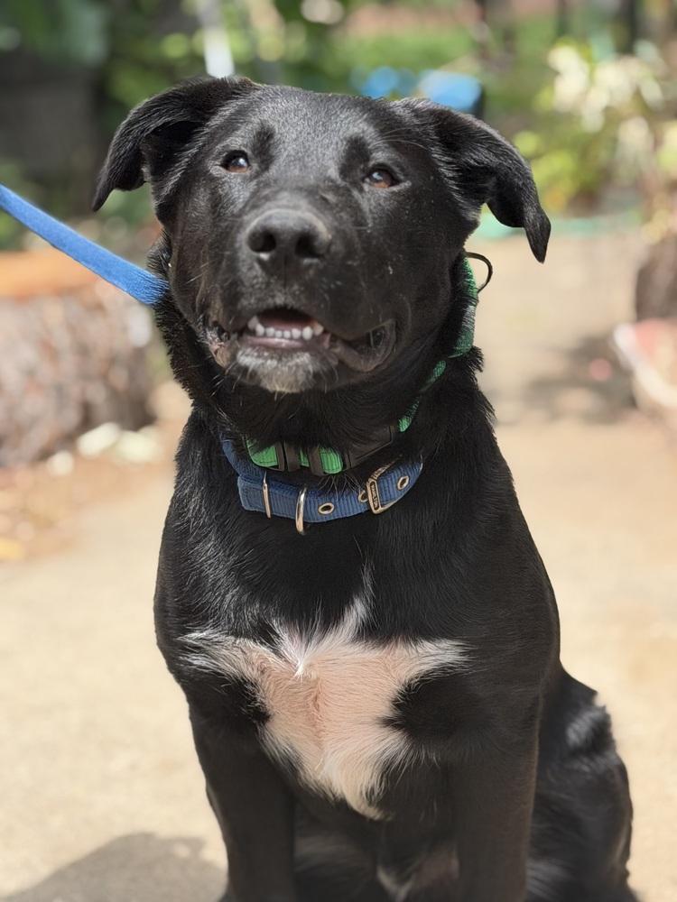 Enlarge Bud, a Adopted mixed breed in Pleasant Hill, CA image 4/5