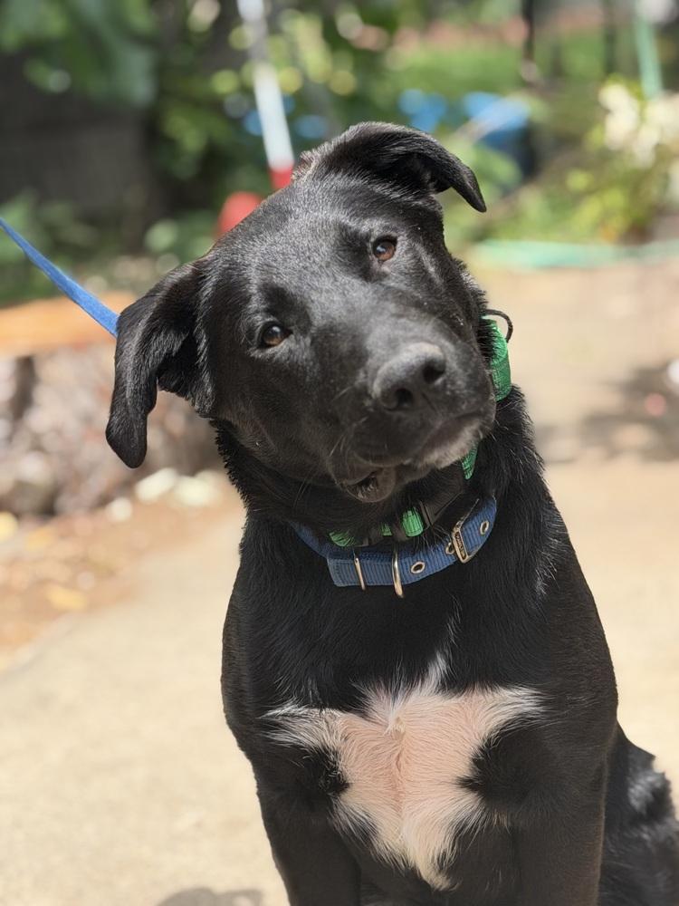 Enlarge Bud, a Adopted mixed breed in Pleasant Hill, CA image 5/5