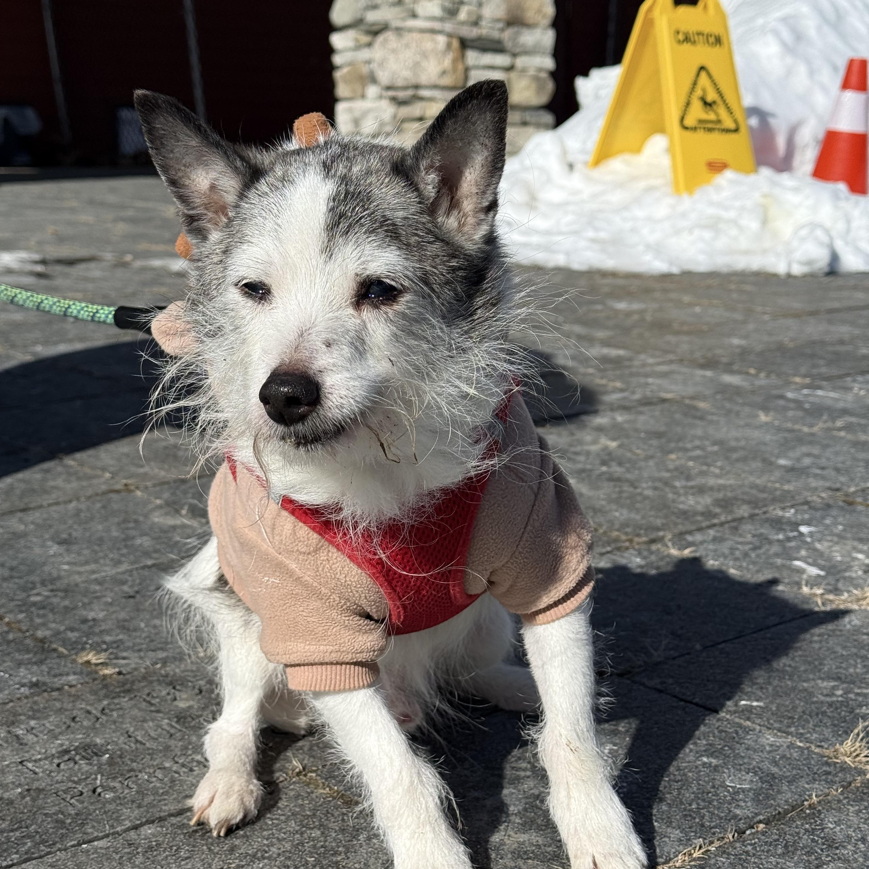 Enlarge Max, an adopted Miniature Schnauzer in Brownsville, VT image 1/1
