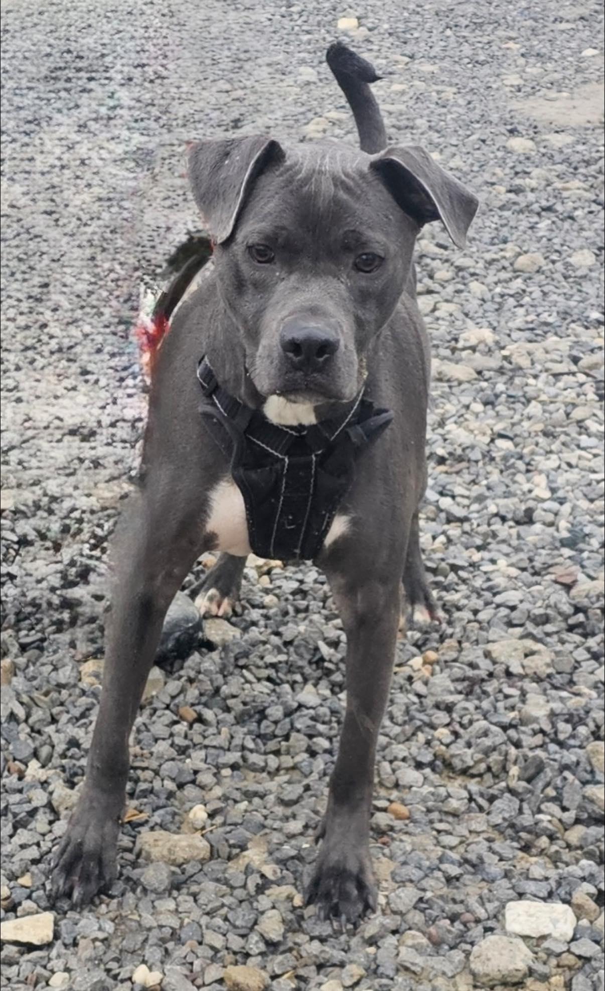 Enlarge Alberto, a Adoptable mixed breed in Warren, OH image 2/2