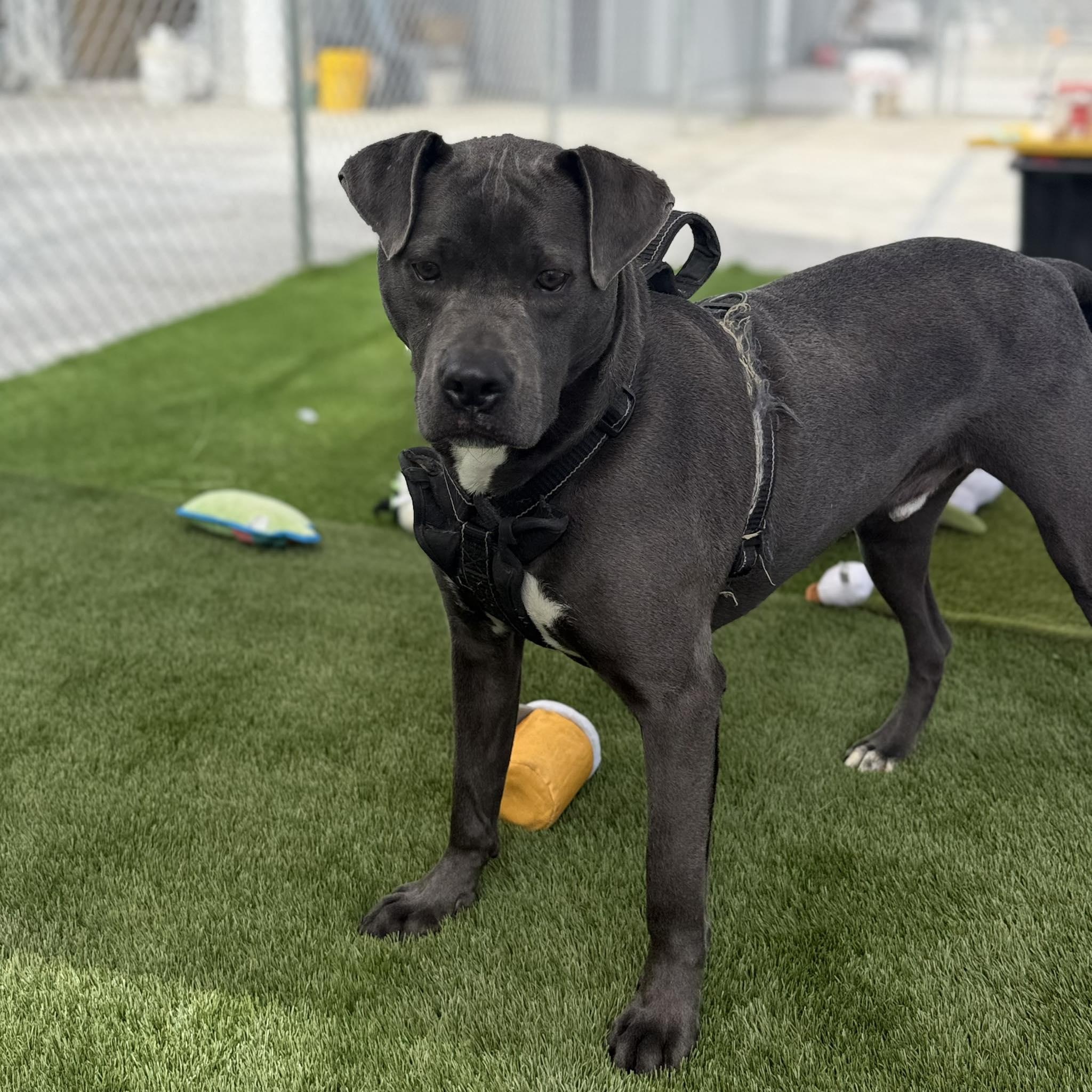 Enlarge Alberto, a Adoptable mixed breed in Warren, OH image 1/2