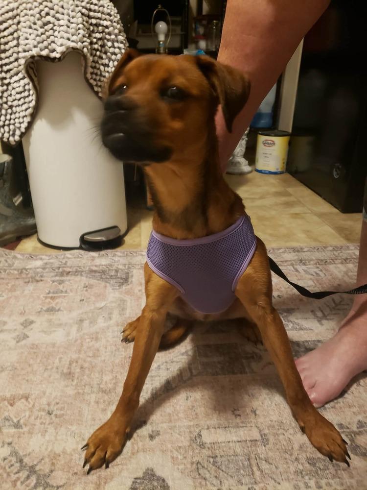 Enlarge Miss Rosie, a Adoptable mixed breed in Aurora, IN image 1/3