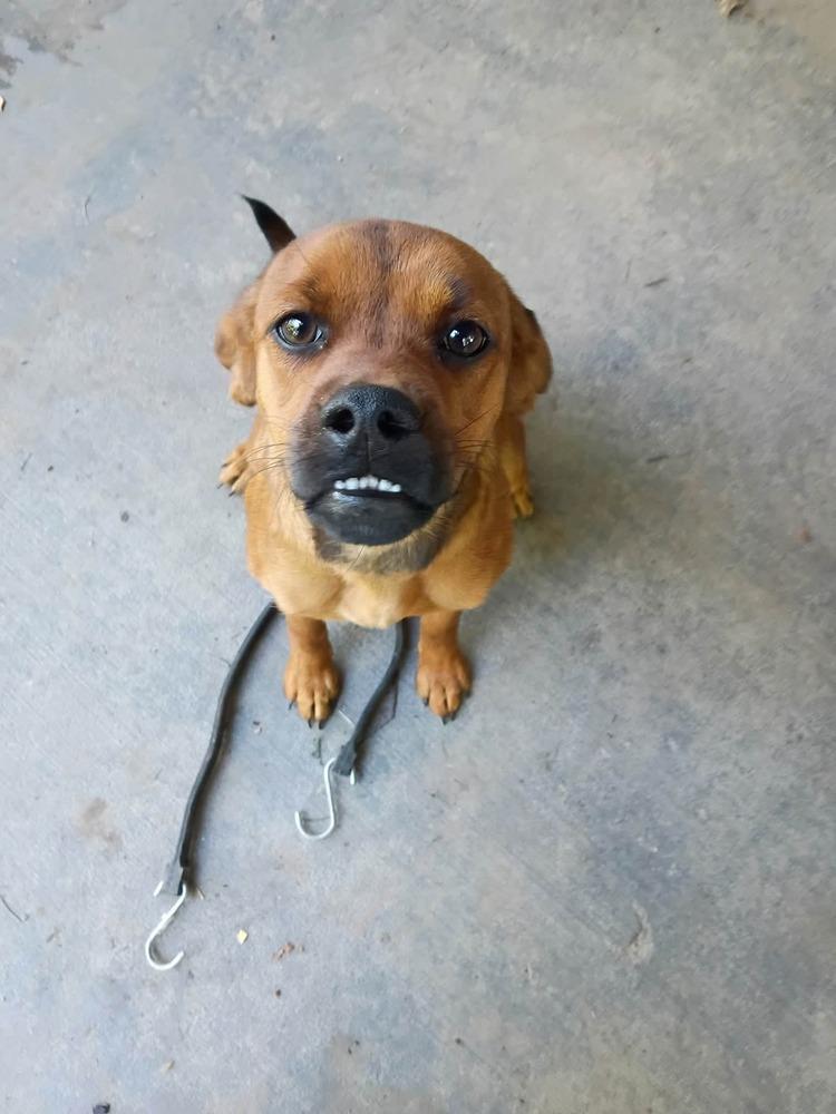 Enlarge Miss Rosie, a Adoptable mixed breed in Aurora, IN image 2/3