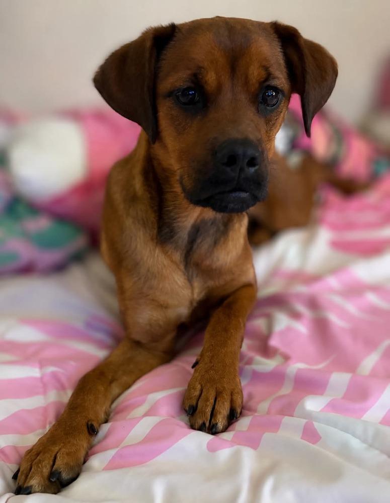 Enlarge Miss Rosie, a Adoptable mixed breed in Aurora, IN image 3/3
