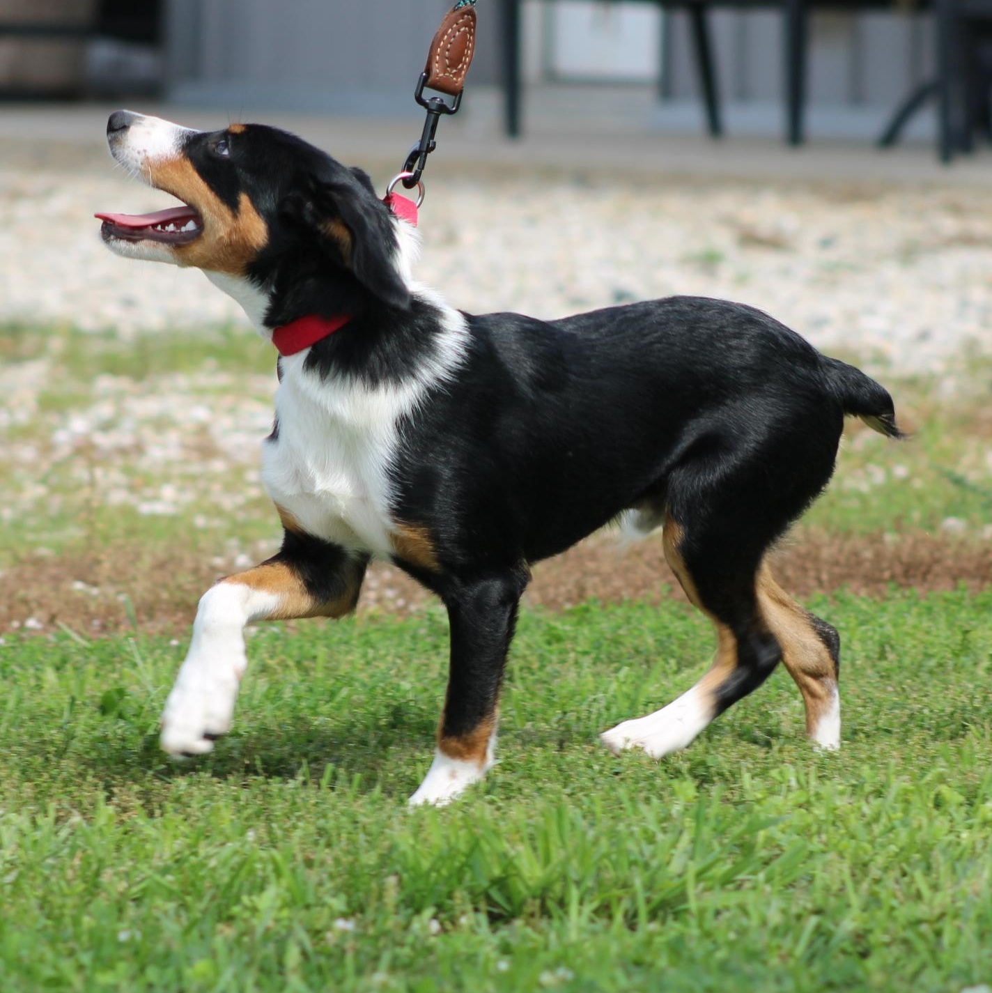Enlarge Timber, a Adopted mixed breed in Waukesha , WI image 5/5