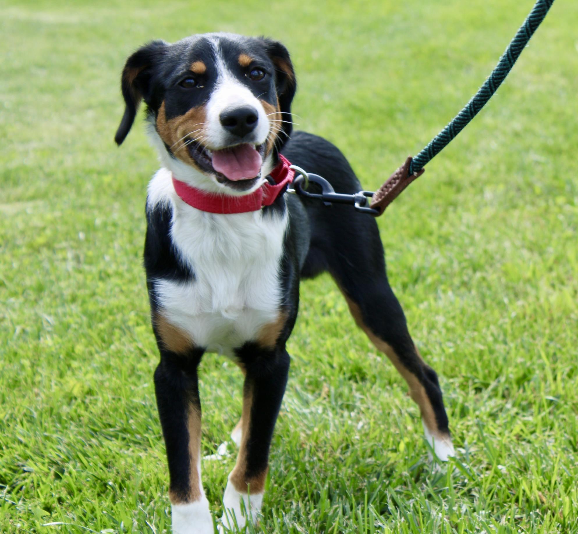 Timber, Adopted, Puppy Male Australian Shepherd.