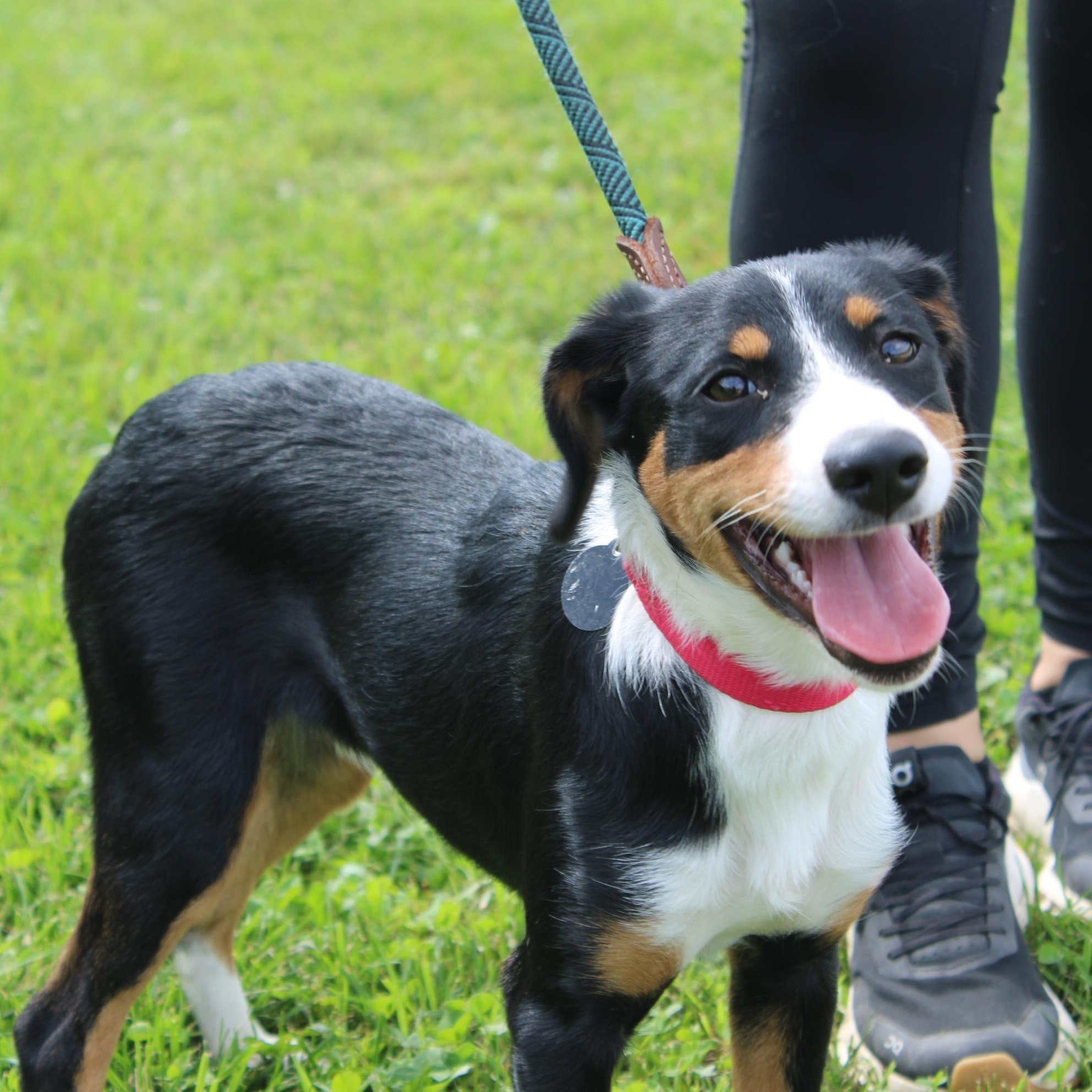 Enlarge Timber, a Adopted mixed breed in Waukesha , WI image 3/5