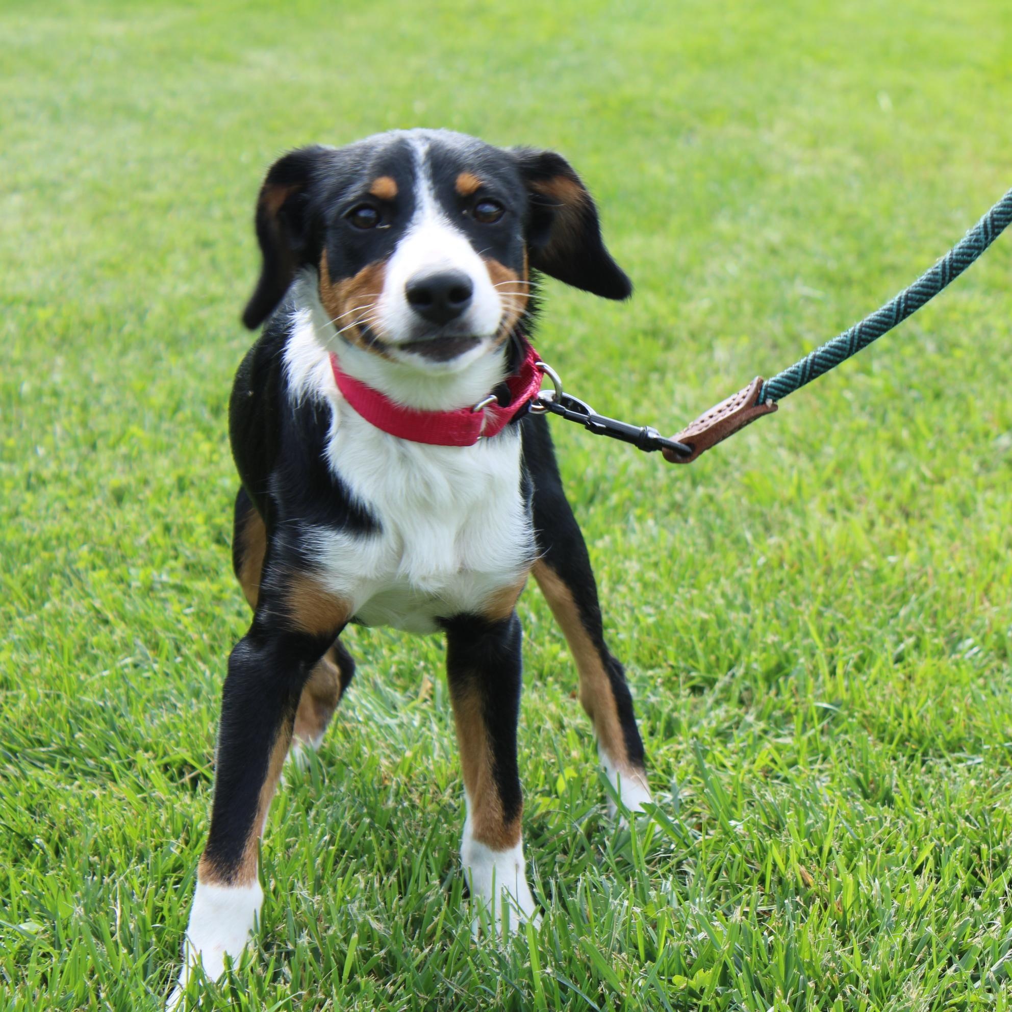 Enlarge Timber, a Adopted mixed breed in Waukesha , WI image 4/5