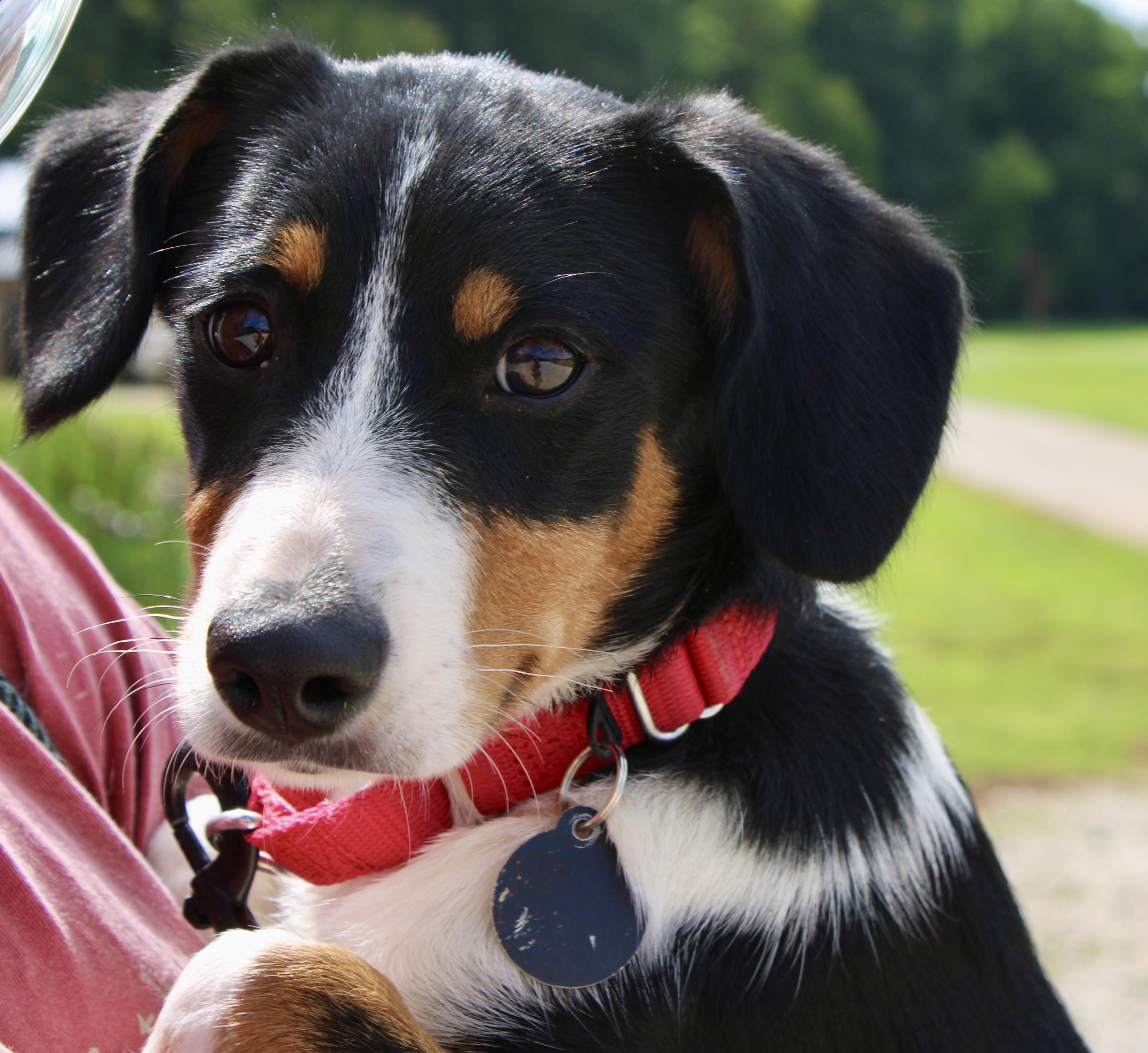 Enlarge Timber, a Adopted mixed breed in Waukesha , WI image 2/5