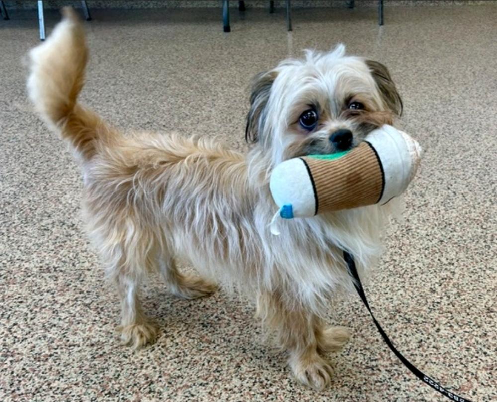 Henry-lhasa apso, Adoptable, Young Male Lhasa Apso.