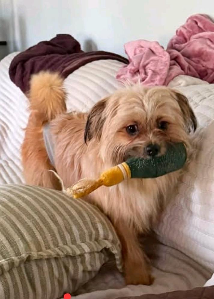 Enlarge Henry-lhasa apso, a Adoptable Lhasa Apso in Hamburg, NY image 5/6