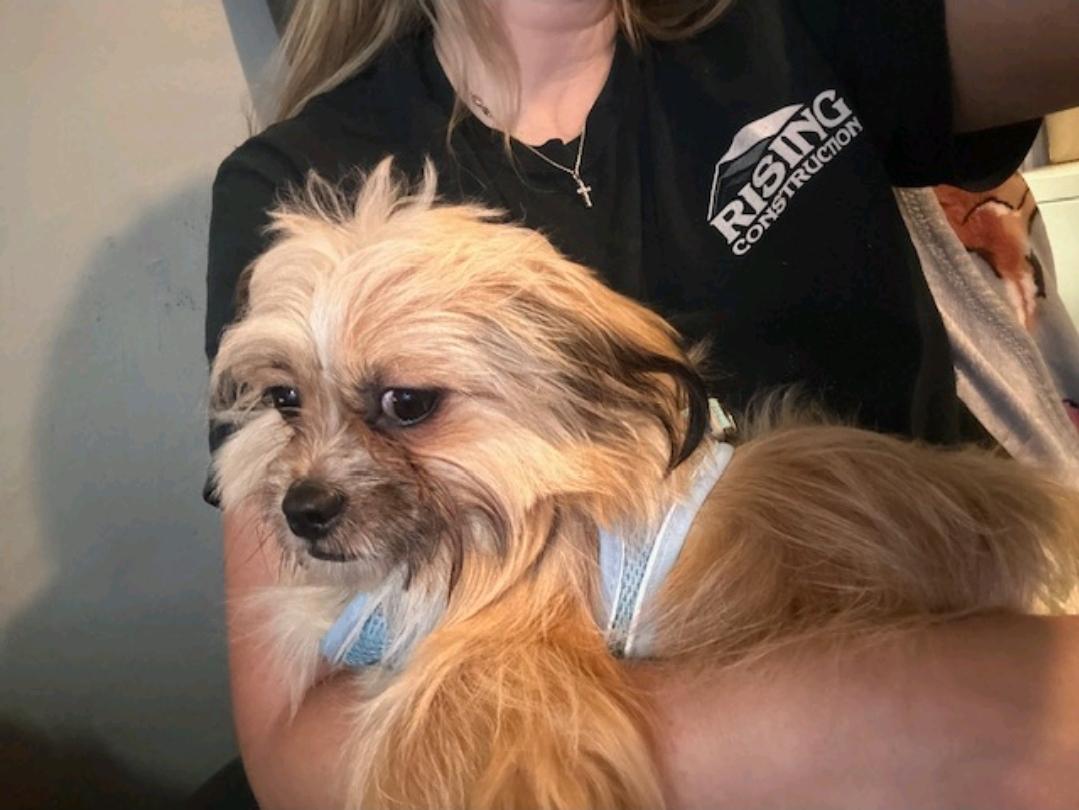 Enlarge Henry-lhasa apso, a Adoptable Lhasa Apso in Hamburg, NY image 3/6