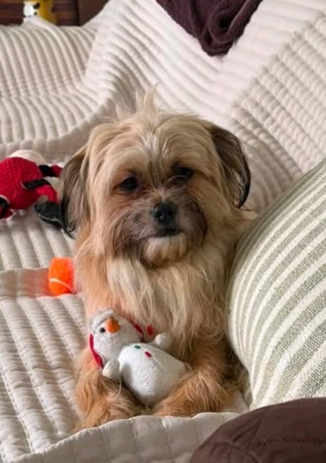 Enlarge Henry-lhasa apso, a Adoptable Lhasa Apso in Hamburg, NY image 4/6