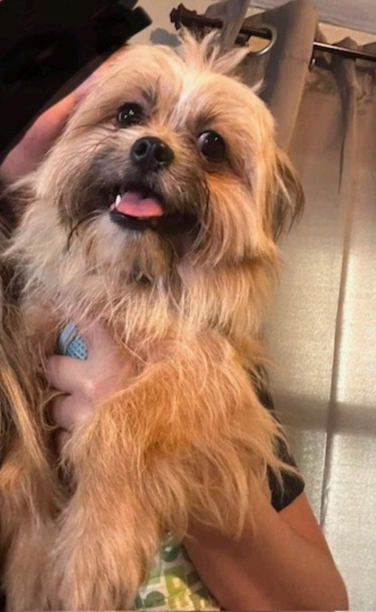 Enlarge Henry-lhasa apso, a Adoptable Lhasa Apso in Hamburg, NY image 2/6
