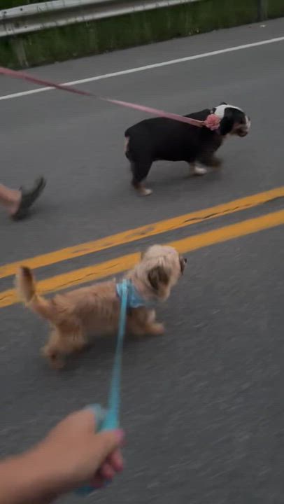 Enlarge Henry-lhasa apso, a Adoptable Lhasa Apso in Hamburg, NY video 6/6