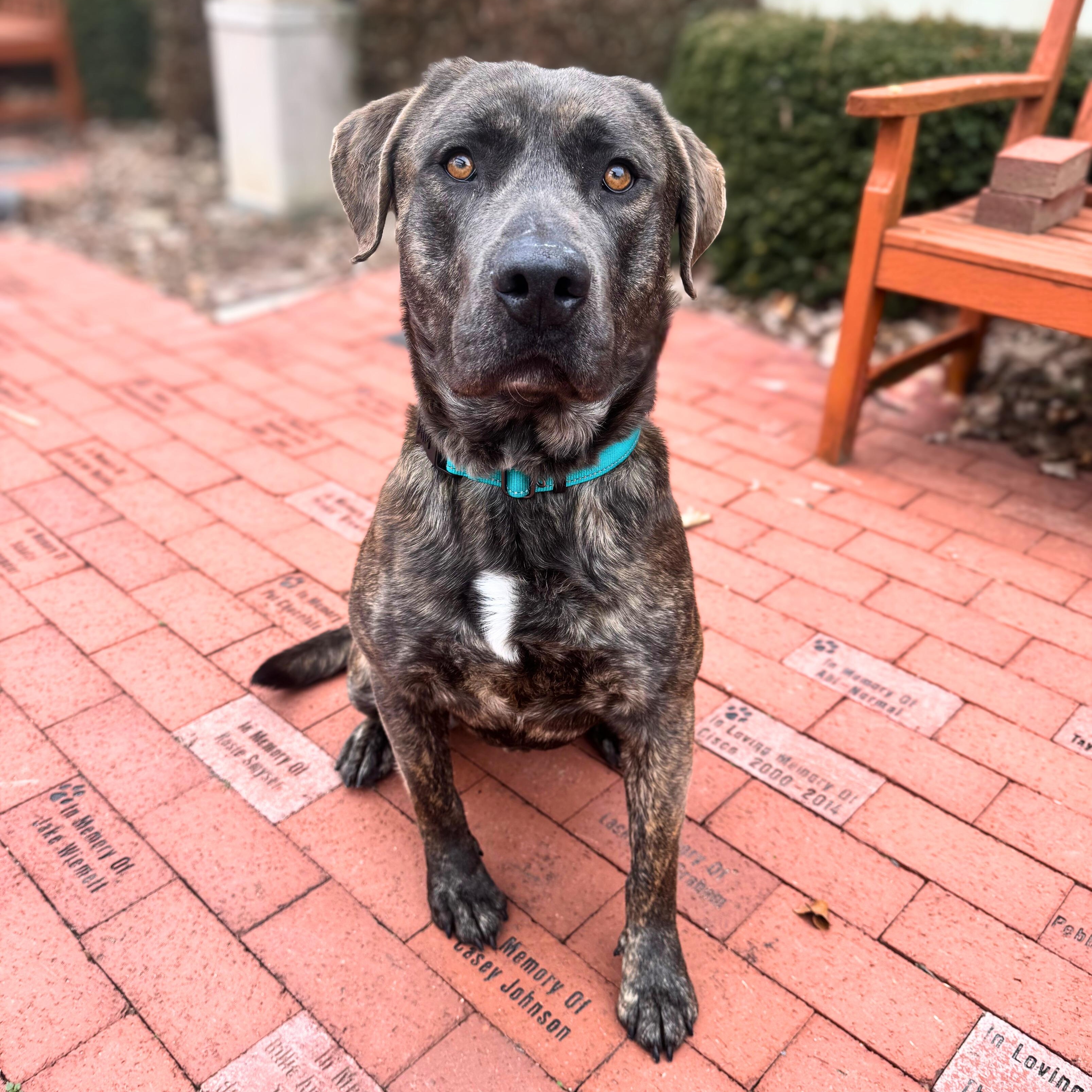 Lewis, ADOPTABLE, Adult Male Mixed Breed.