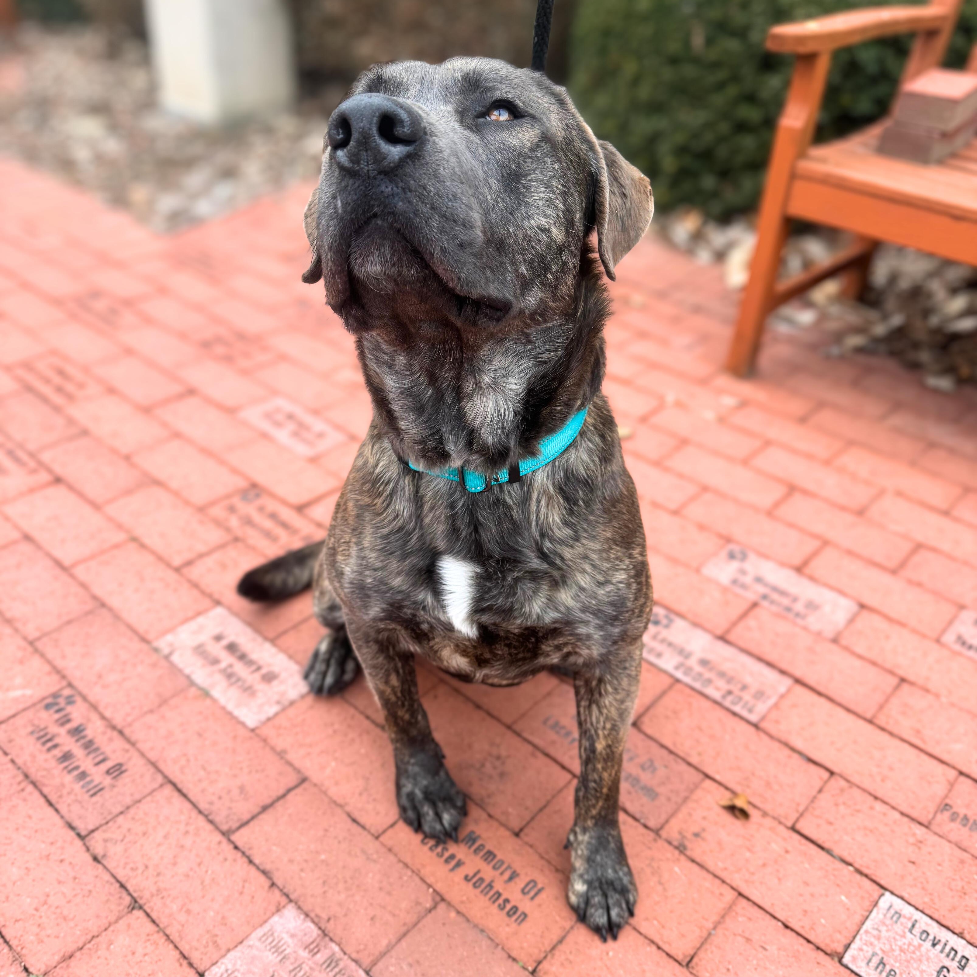 Lewis, a ADOPTABLE Mixed Breed in Quincy, IL image 2/2