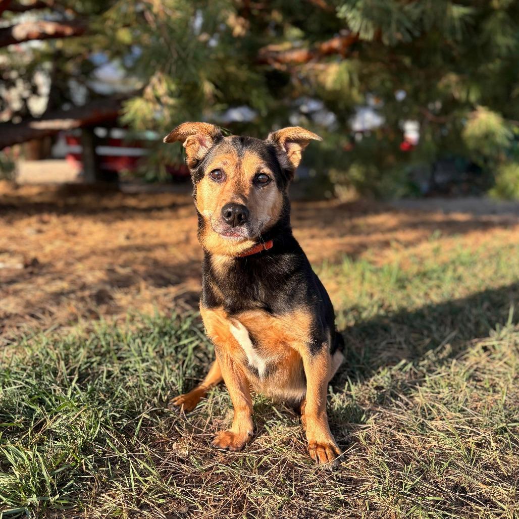 Enlarge Apple--In Foster***ADOPTION PENDING***, a Adoptable mixed breed in Fargo, ND image 1/1