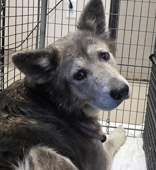 Dublin, Adoptable, Senior Female Shepherd & Siberian Husky.