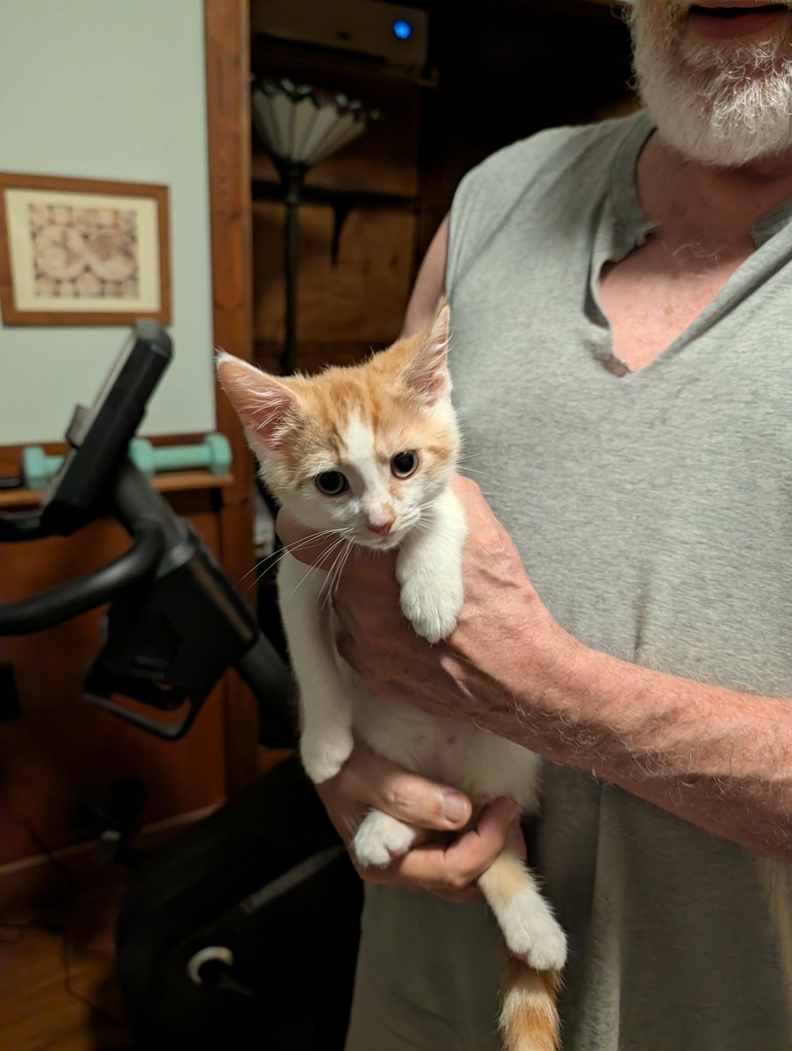 Chuckie, Adoptable, Kitten Male Domestic Short Hair.