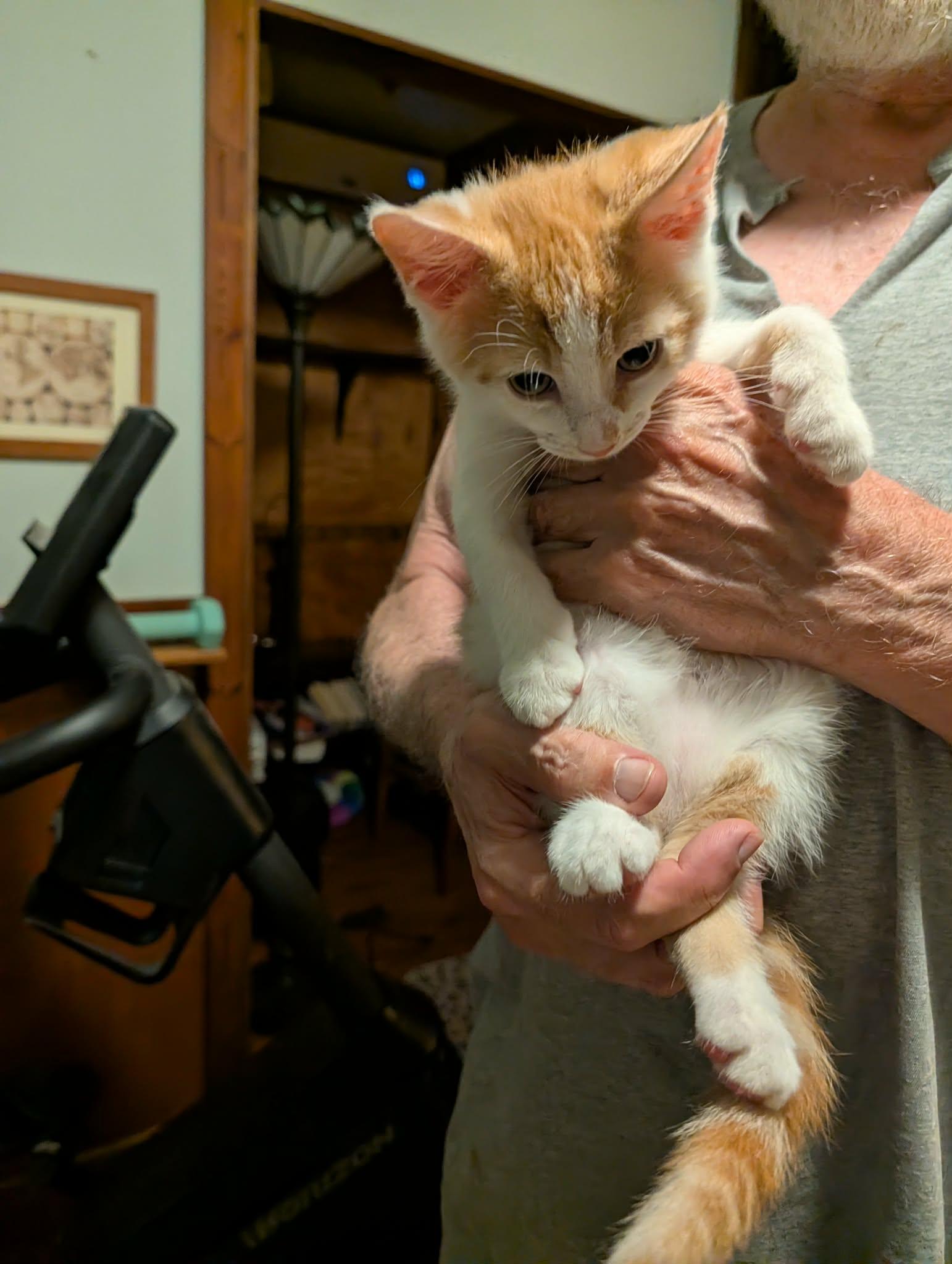 Enlarge Chuckie, a Adoptable Domestic Short Hair in Frenchburg, KY image 2/2