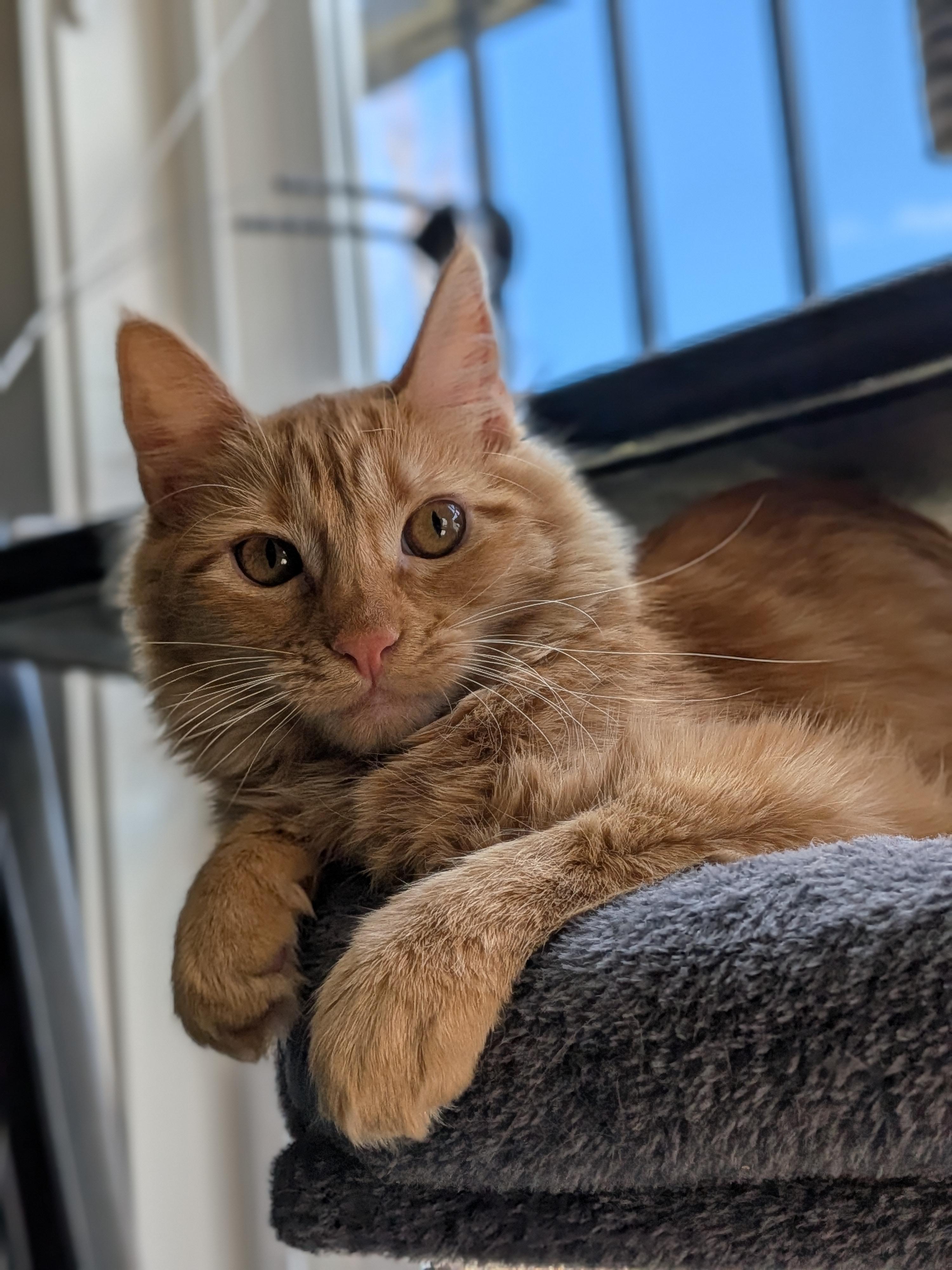 Chica, Adoptable, Young Female Domestic Medium Hair.