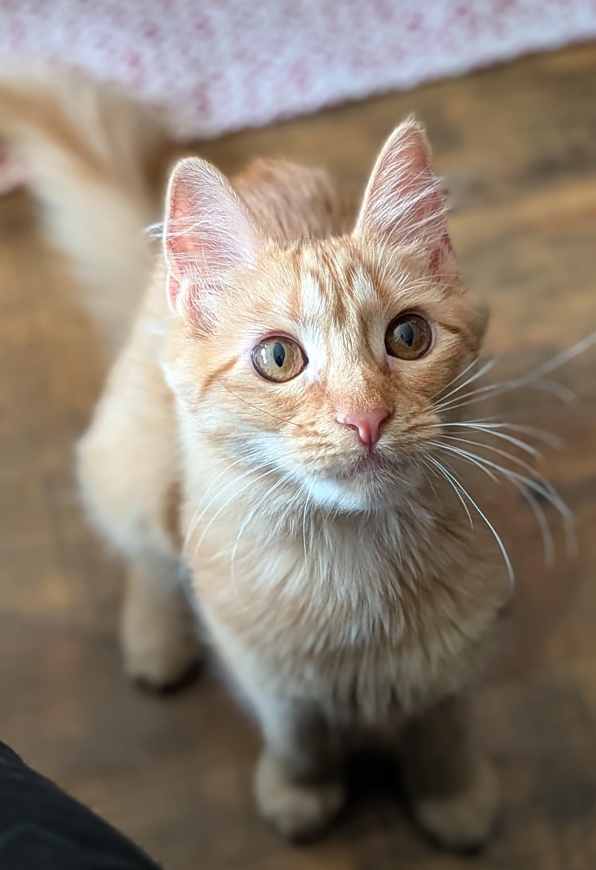 Enlarge Chica, a Adoptable Domestic Medium Hair in Kamloops, BC image 2/6