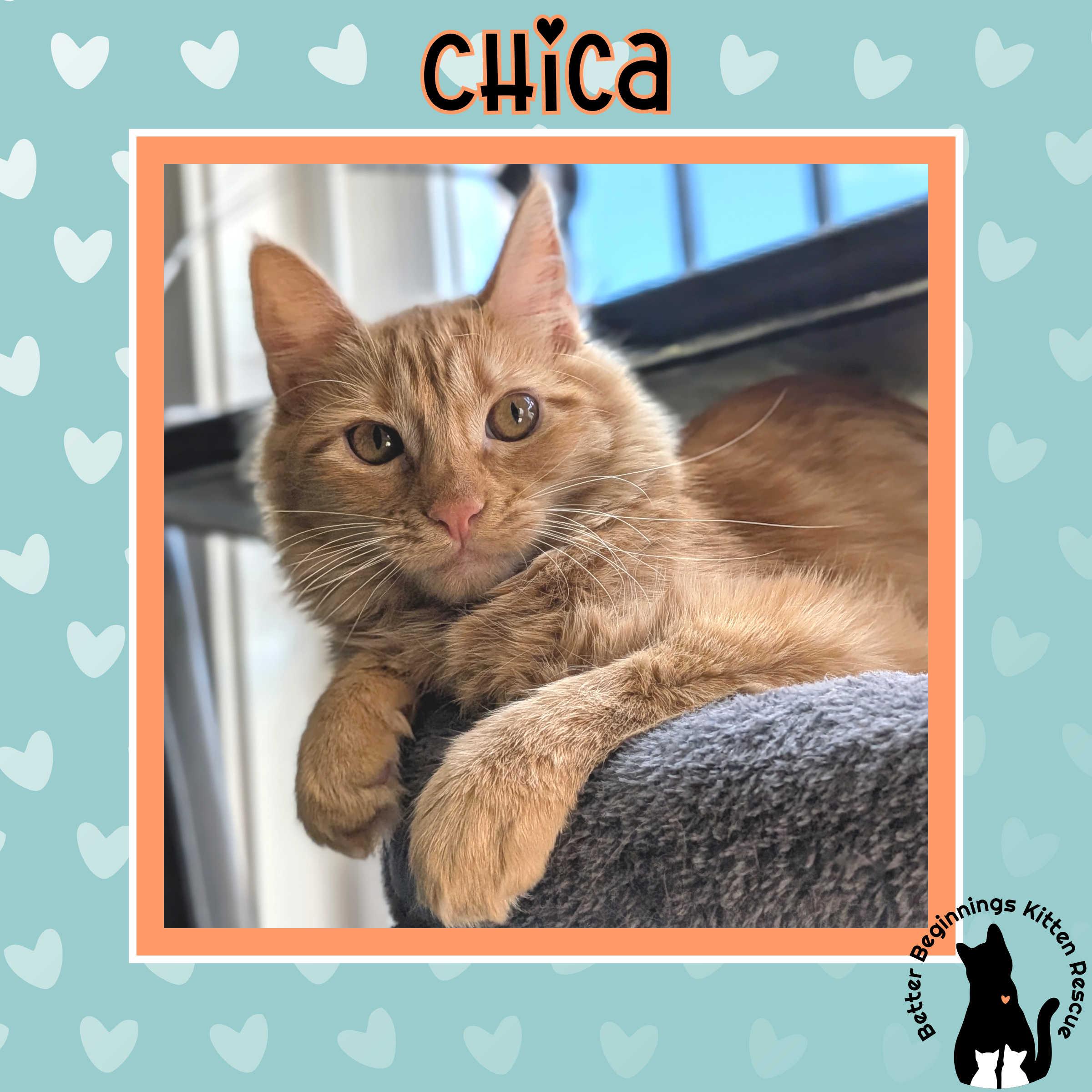 Enlarge Chica, a Adoptable Domestic Medium Hair in Kamloops, BC image 3/6