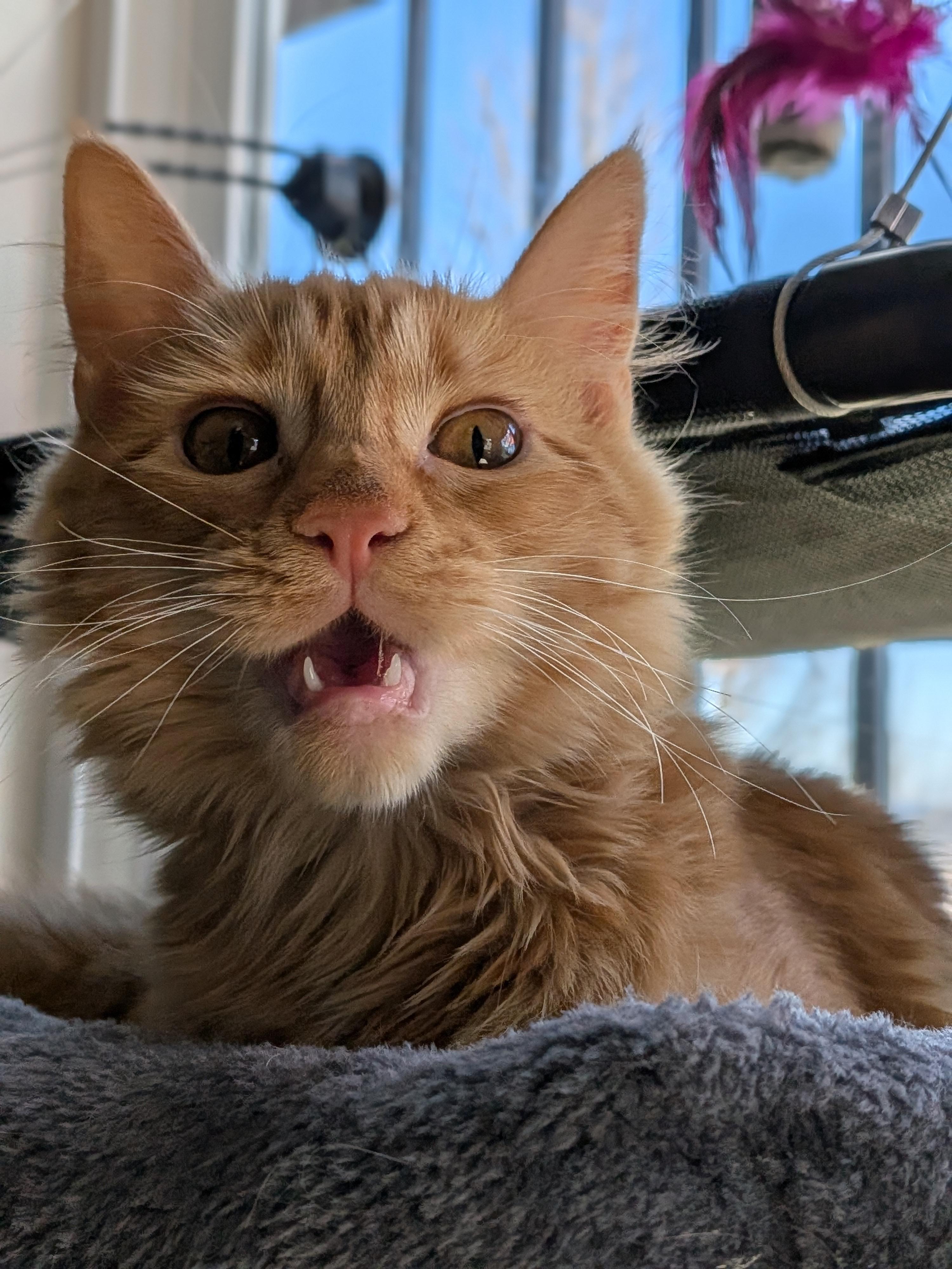 Enlarge Chica, a Adoptable Domestic Medium Hair in Kamloops, BC image 4/6