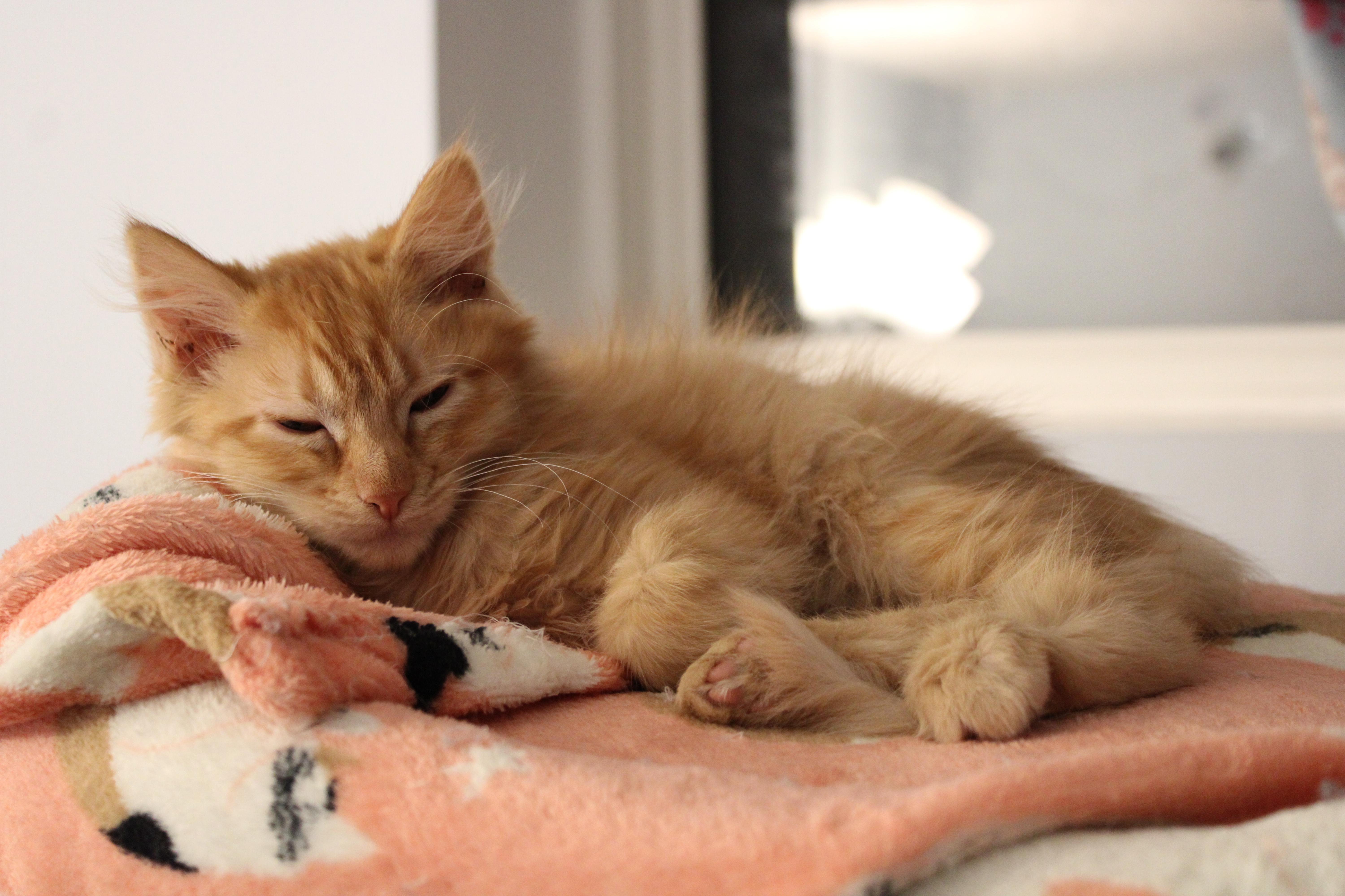 Enlarge Chica, a Adoptable Domestic Medium Hair in Kamloops, BC image 2/6