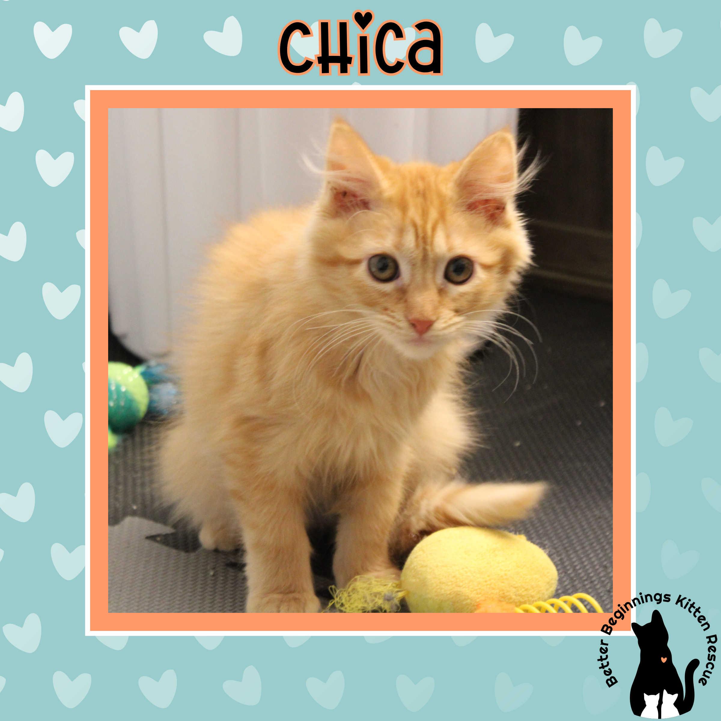 Enlarge Chica, a Adoptable Domestic Medium Hair in Kamloops, BC image 3/6