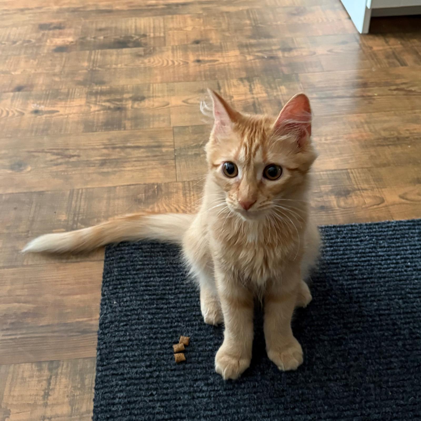 Enlarge Chica, a Adoptable Domestic Medium Hair in Kamloops, BC image 5/6