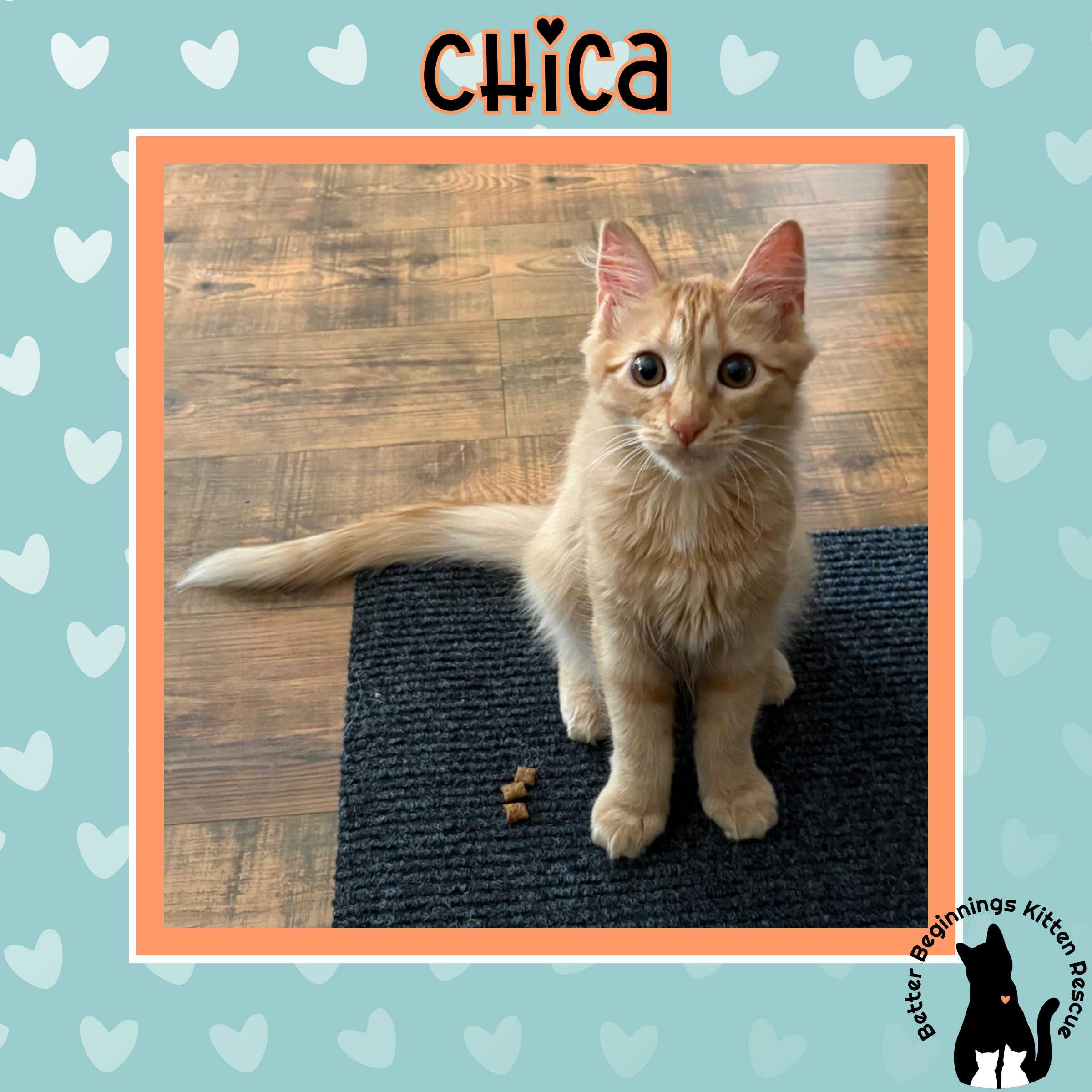 Enlarge Chica, a Adoptable Domestic Medium Hair in Kamloops, BC image 6/6